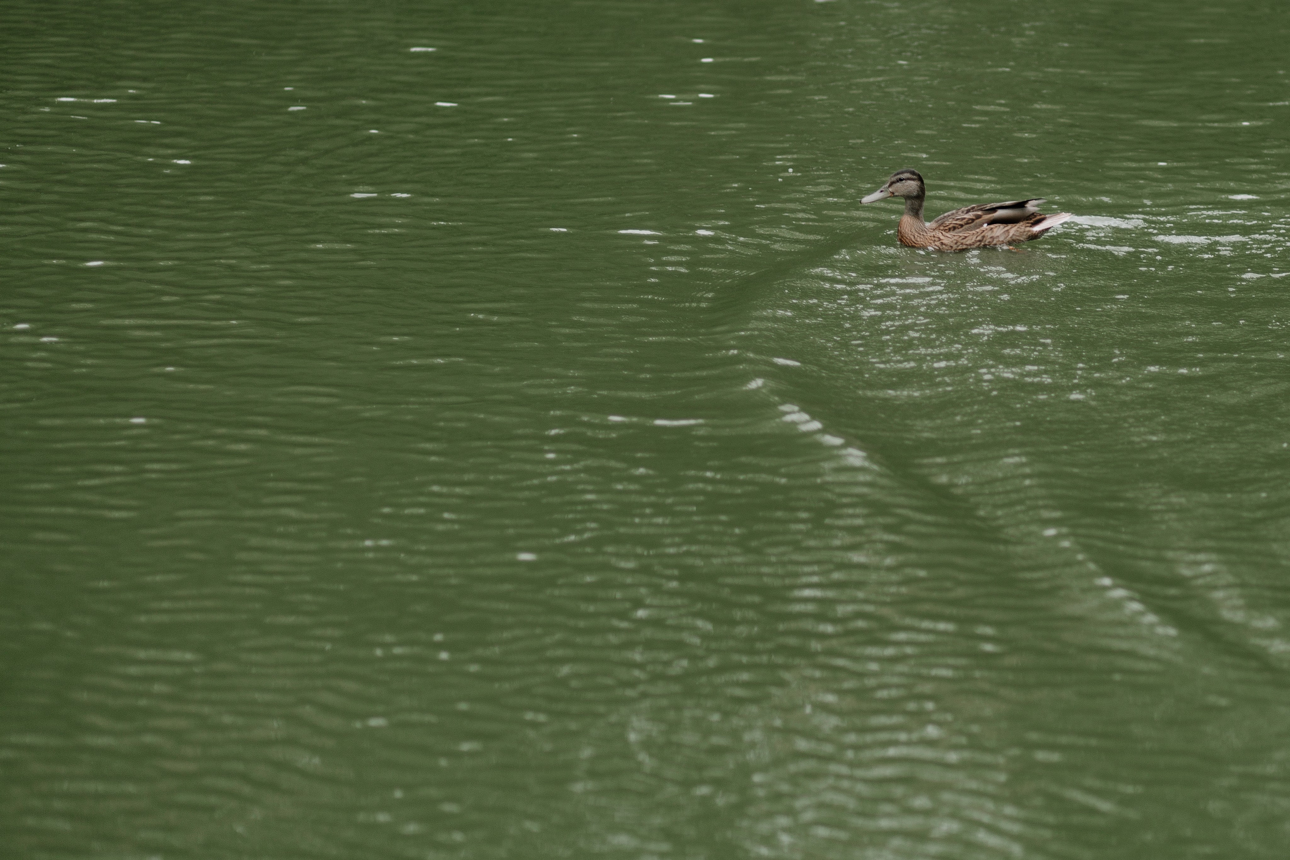 Никита & Диана. Анастасия Гольнева