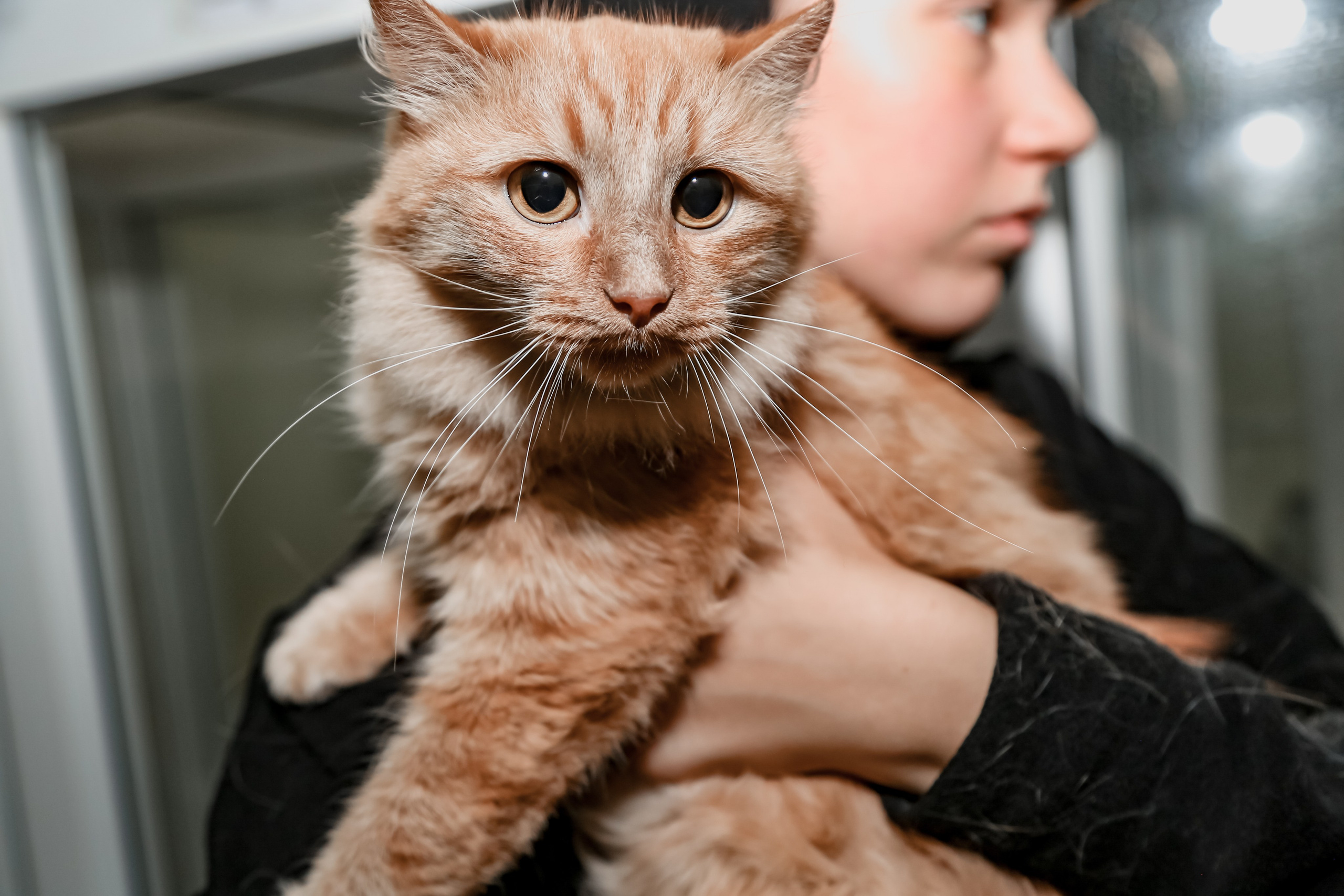 Приют Кошкин Дом Филимоша. Ваш фотограф в Оренбурге Рощупкина Екатерина