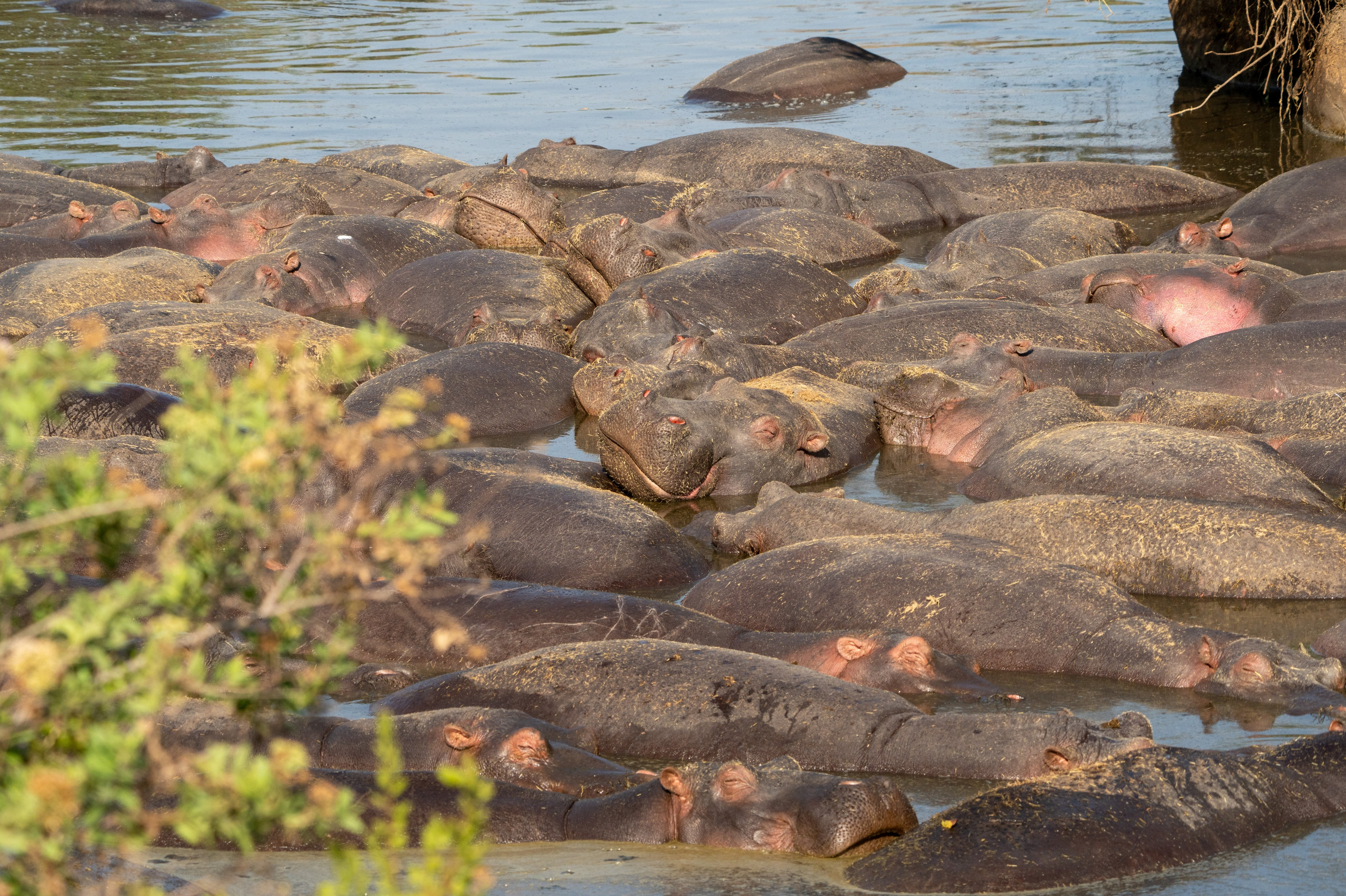 Танзания, сафари, 2025. Творческие сьемки