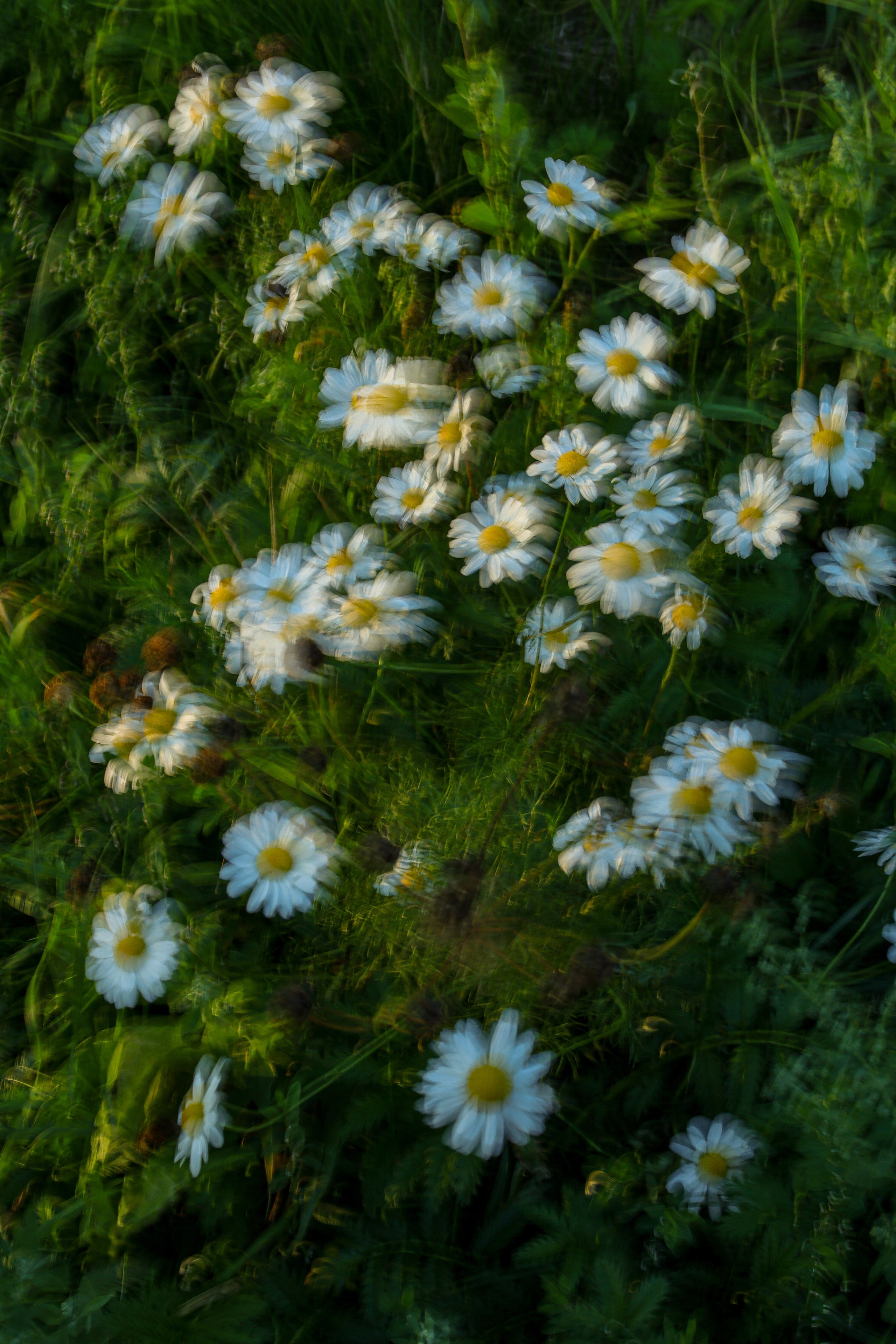 Природа &. Фотохудожник в СПб