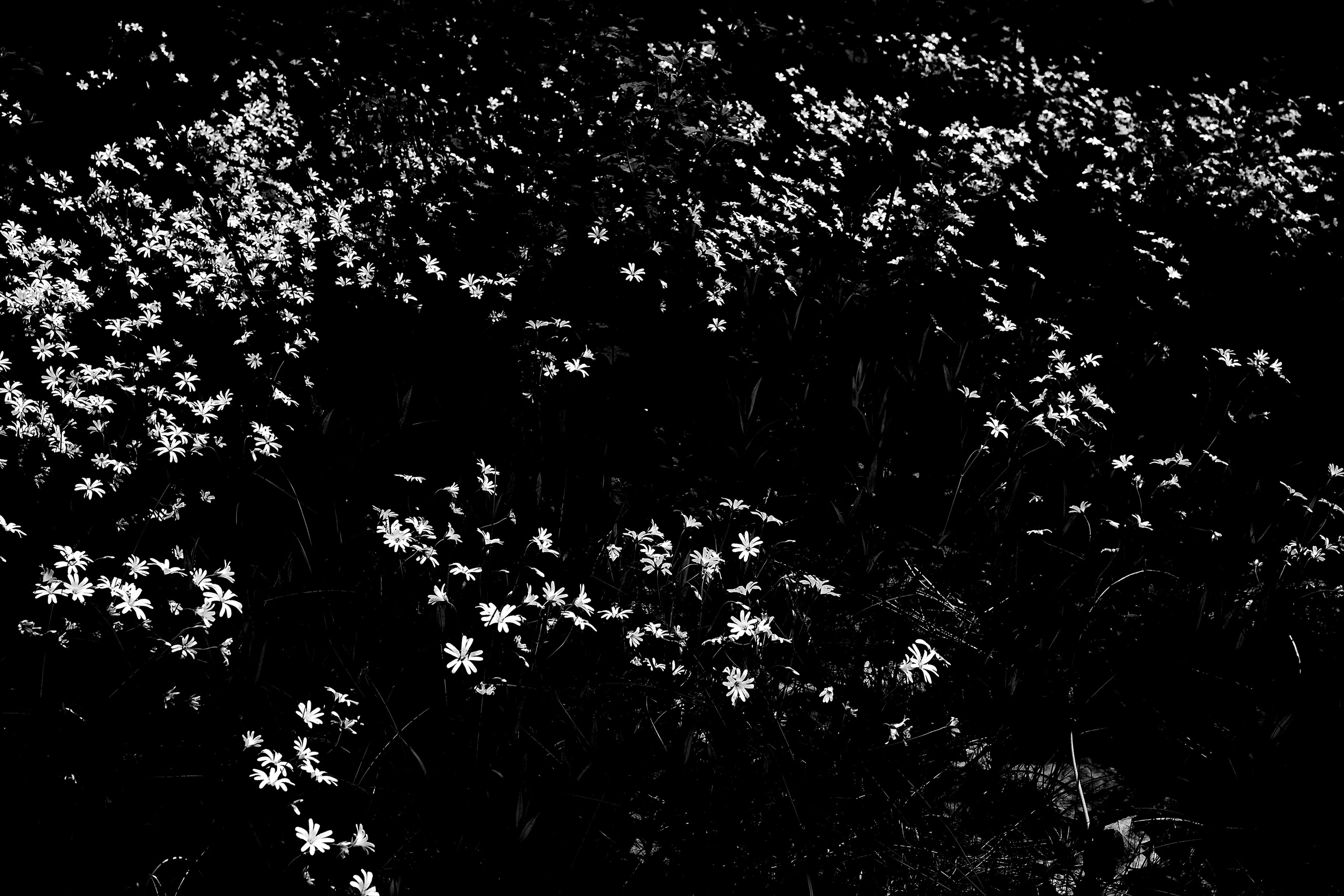 ЧБ  пейзажи (BnW landscape). Фотограф (photographer) Lischinski Vitaliy