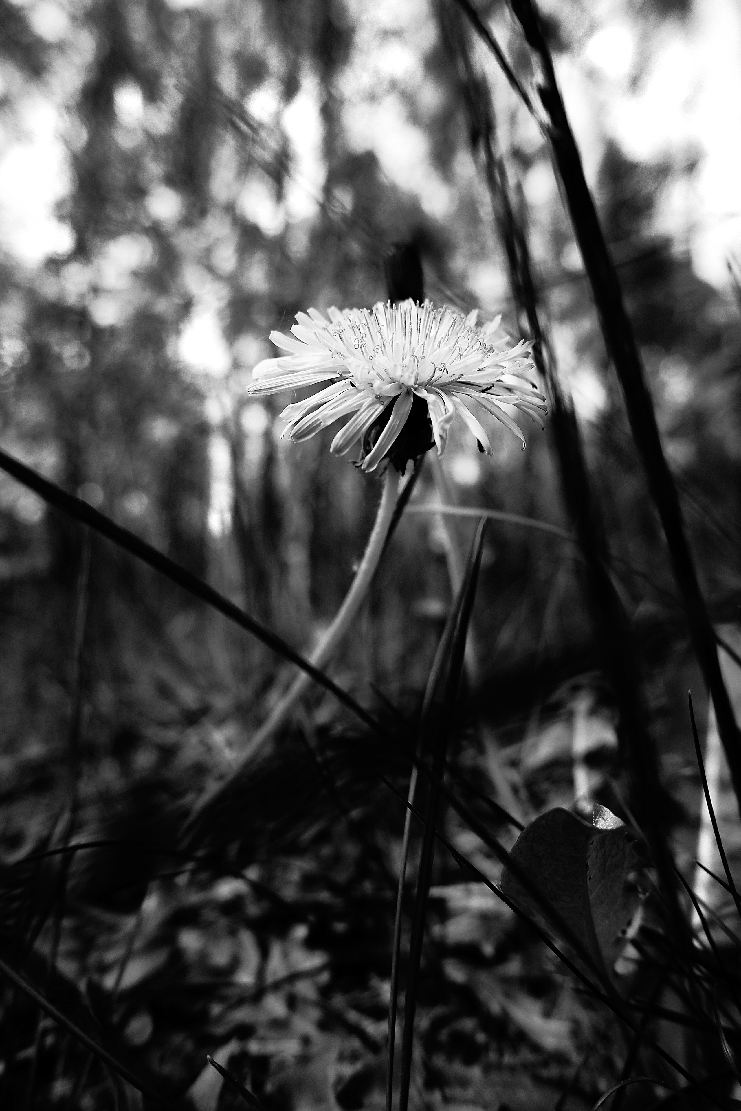 ЧБ  пейзажи (BnW landscape). Фотограф (photographer) Lischinski Vitaliy