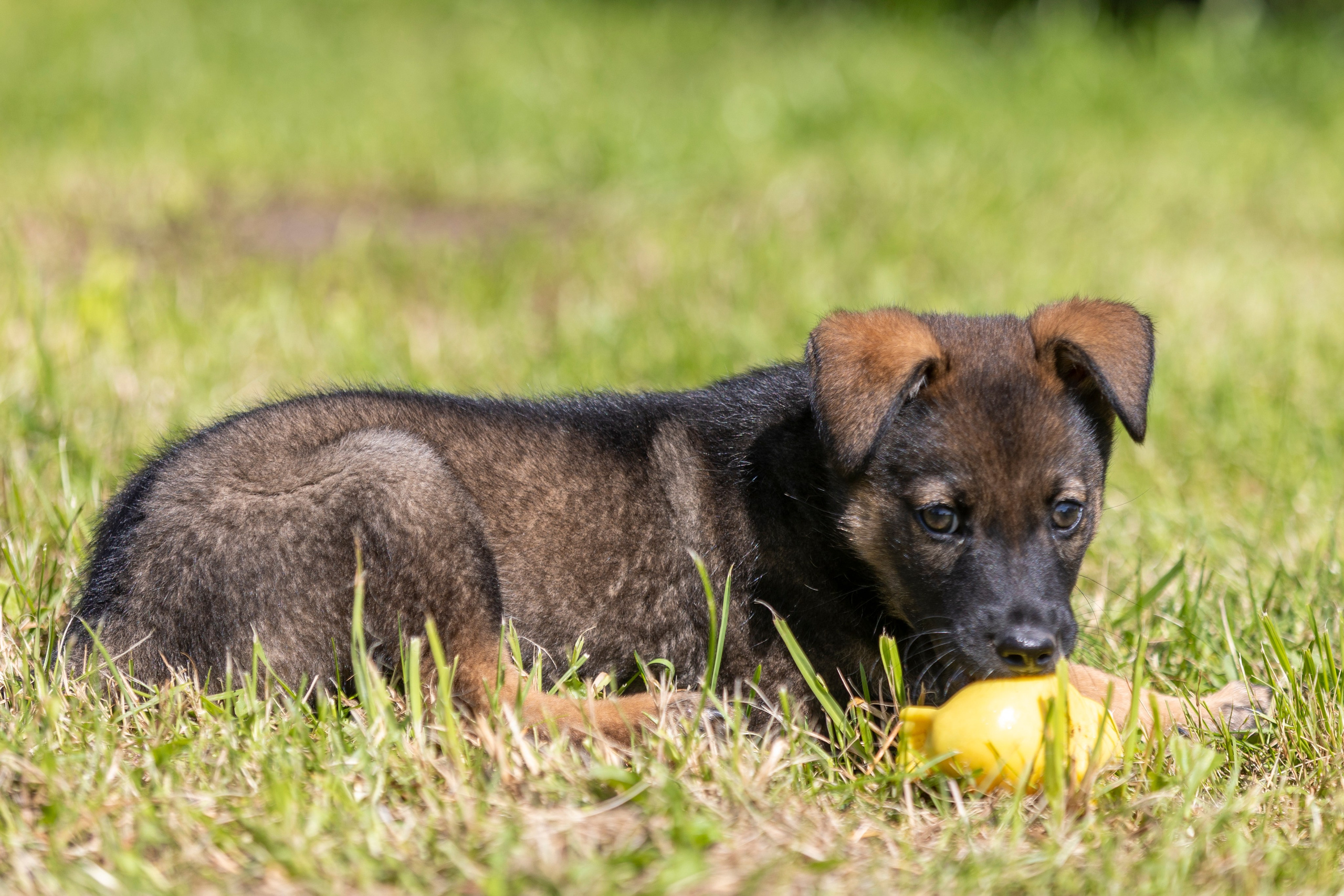 Бездомыши. Фотограф 📸 семейный, предметный, репортажный