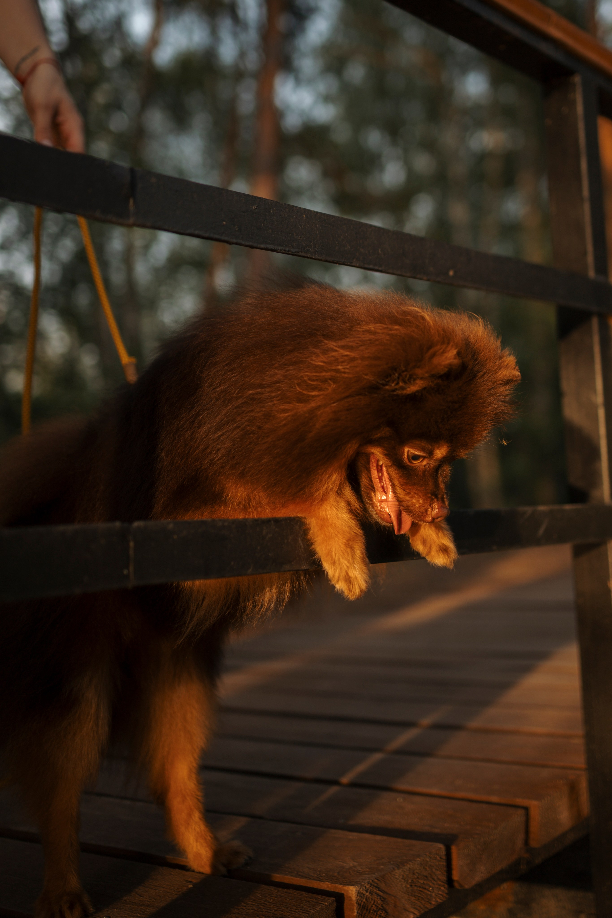 Сапфир и его семья. Фотограф-анималист в Санкт-Петеребурге Титова Алиса