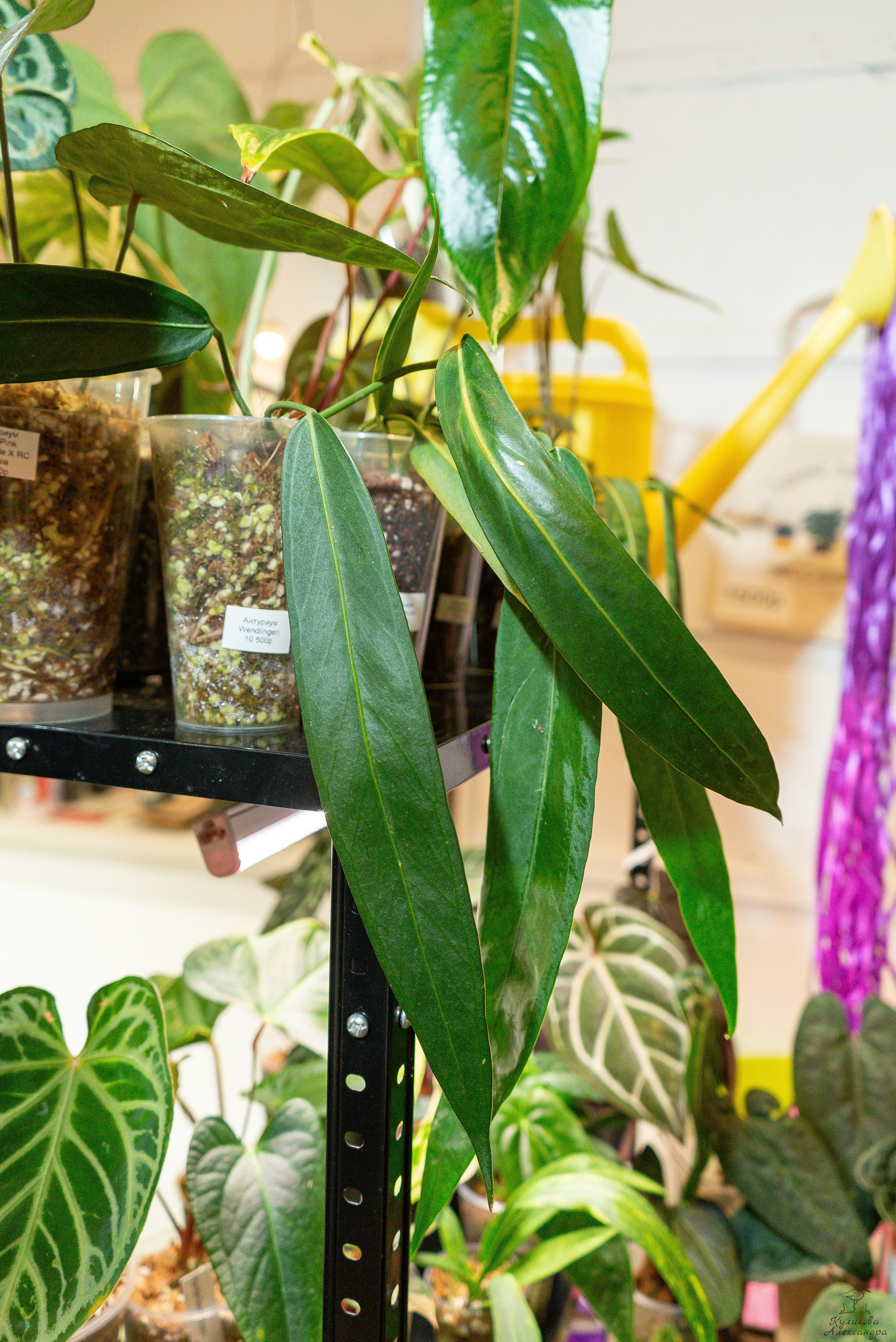 Гроубокс Артплей апрель. Александра Куликова фотограф, Москва