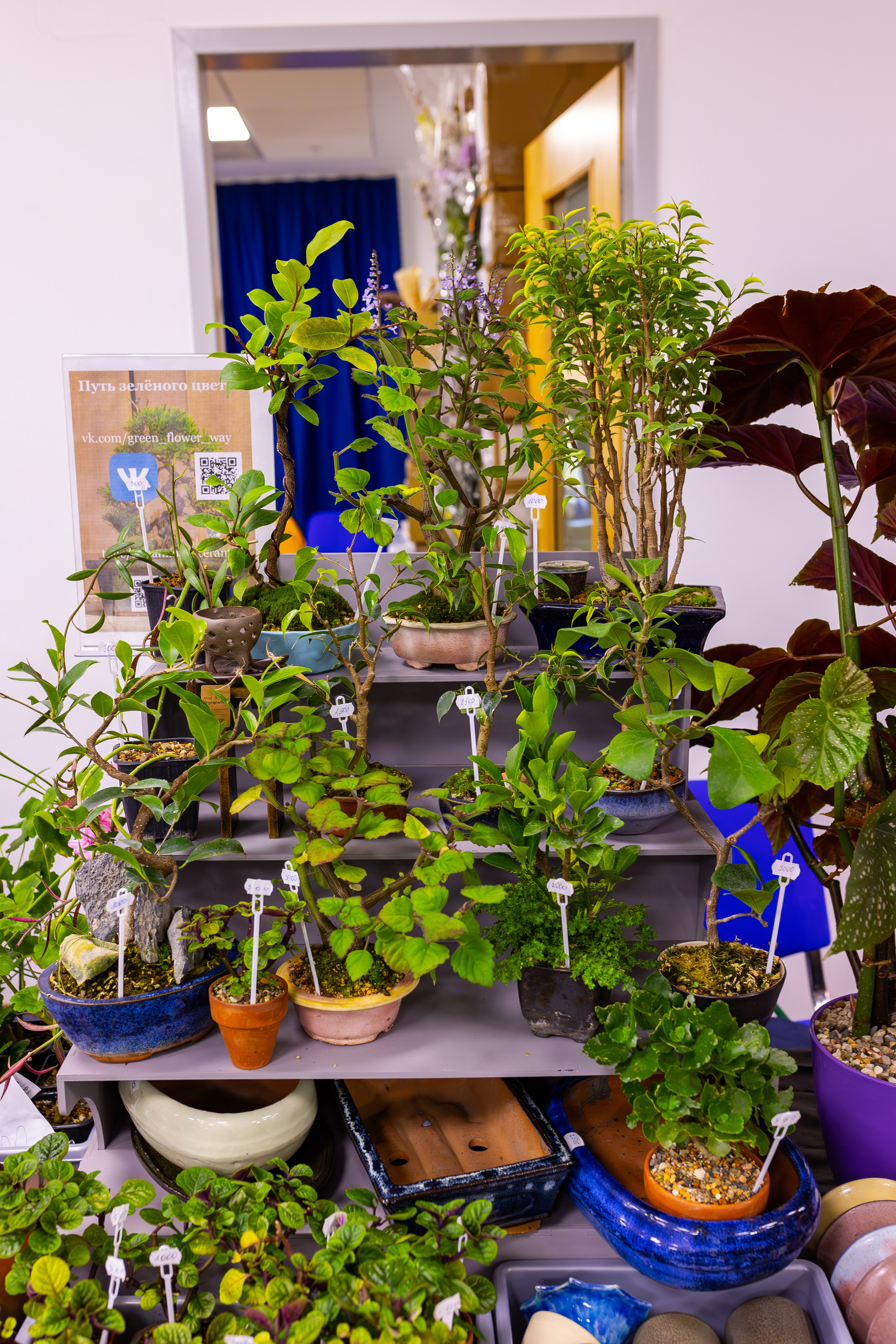 Орхидиум сентябрь 2025. Александра Куликова фотограф, Москва