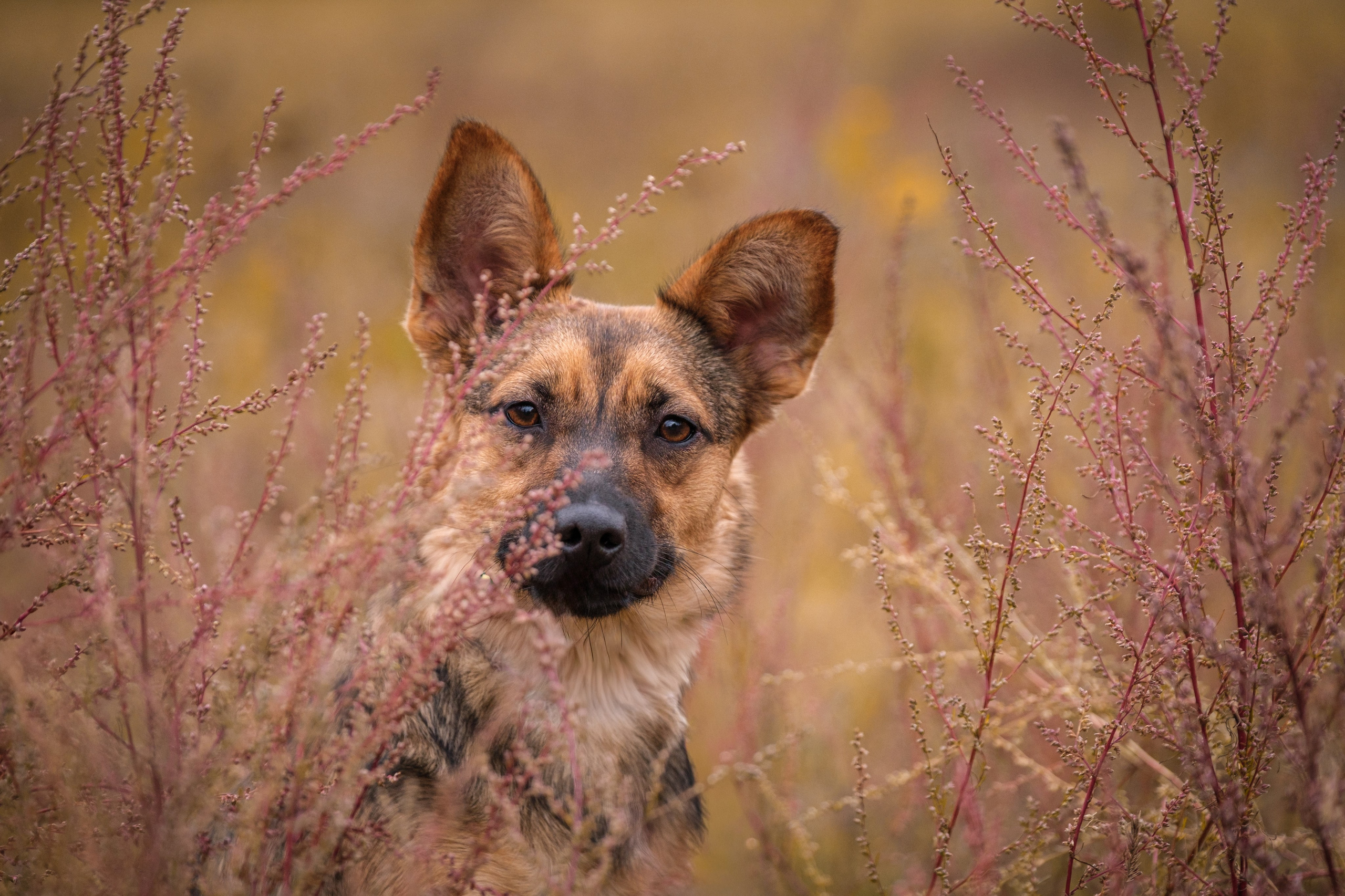 Осенняя Дося-модница)