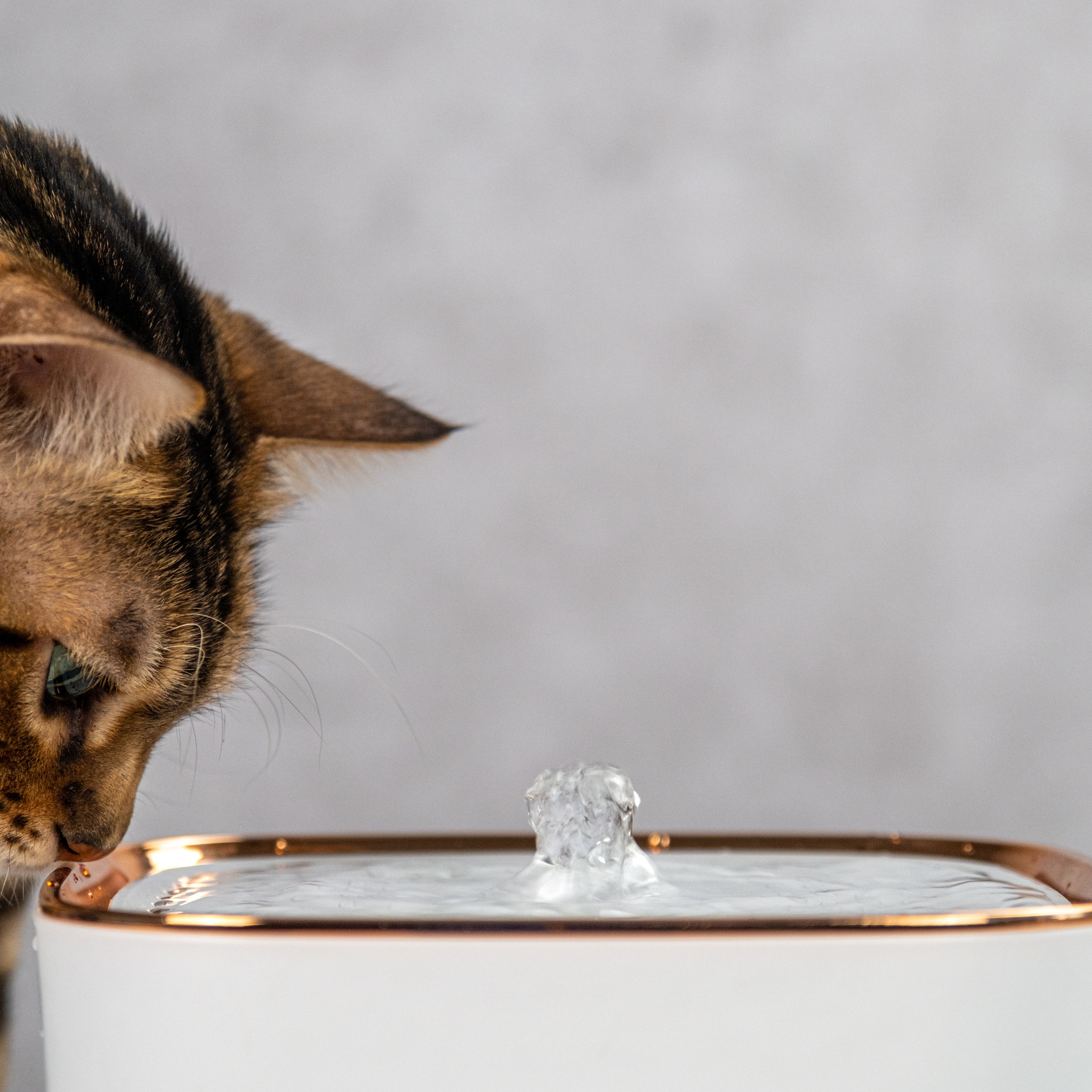 Питьевой фонтан для кошек и собак, для Нины!. Зоофотограф, фотограф животных в Москве и области Дина Дамоцева