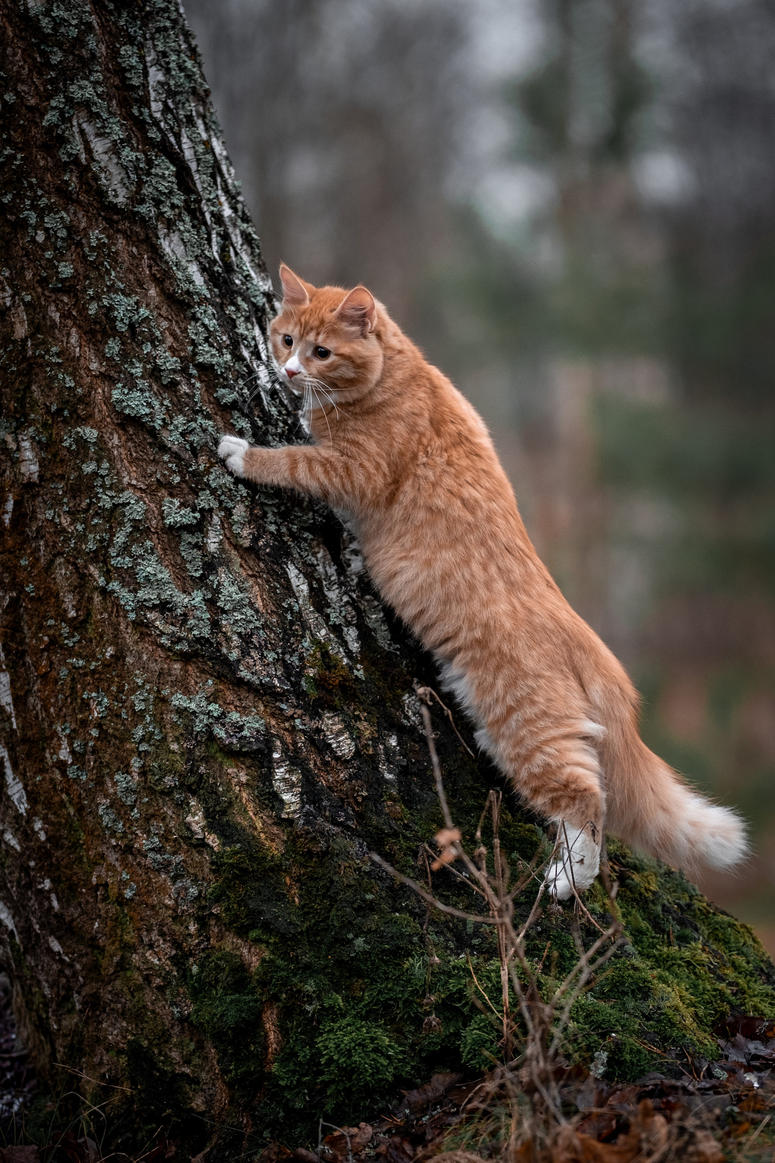 Котенок Дарвин на прогулке). Зоофотограф, фотограф животных в Москве и области Дина Дамоцева