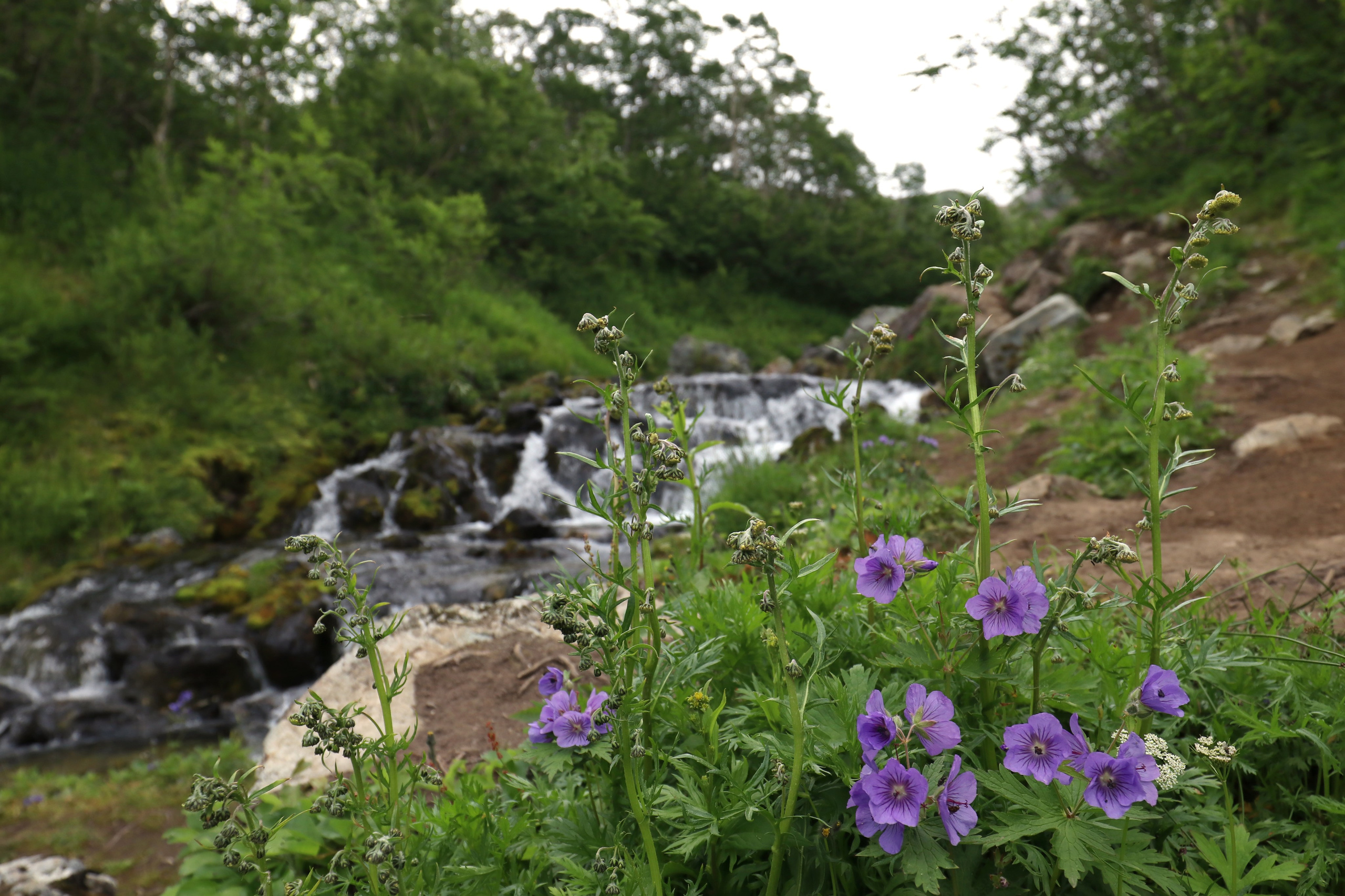 Камчатка и о. Парамушир. Июль 2024. Путешественник-фотограф из Санкт-Петербурга Татьяна Свистулина