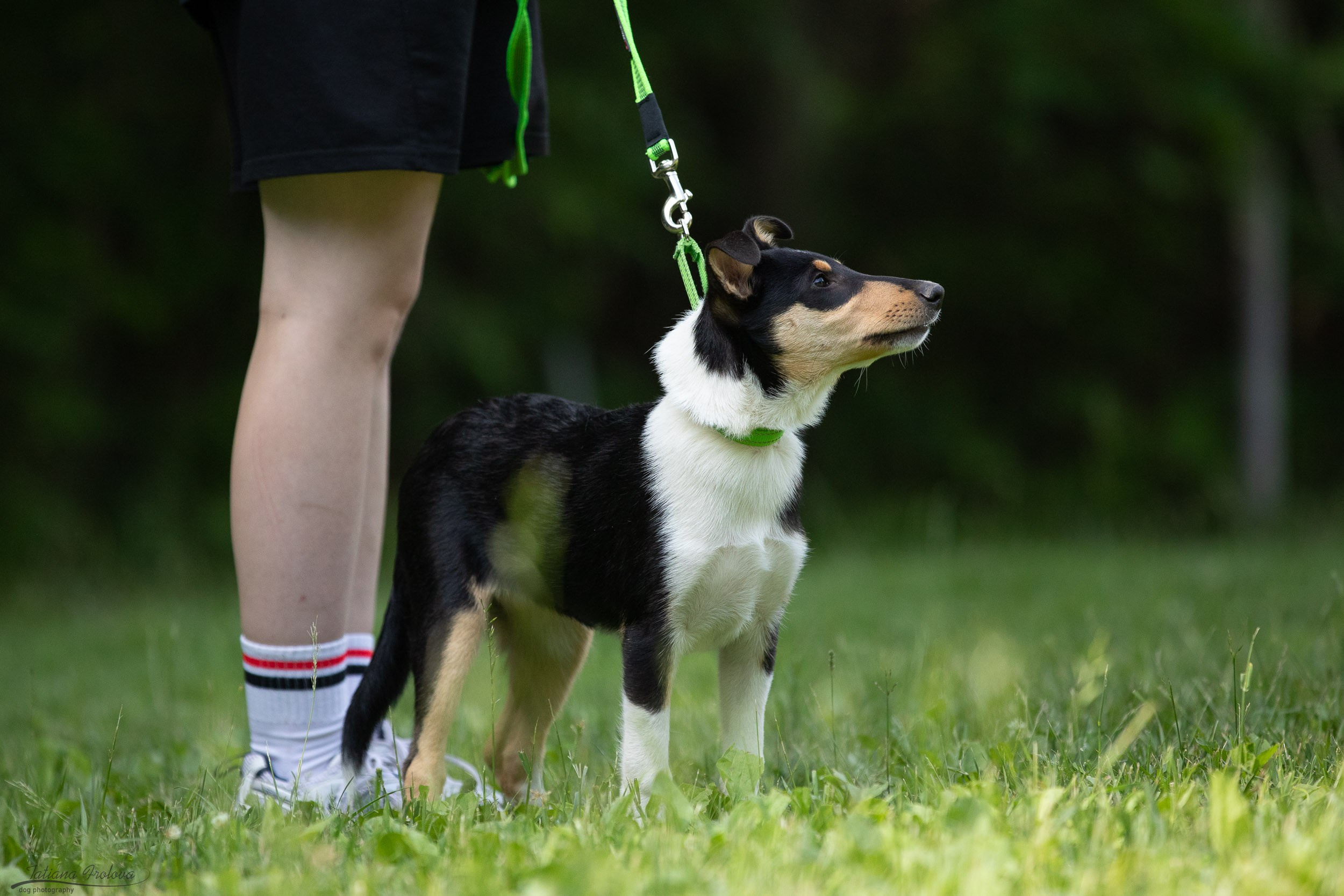 Репортаж с выводки молодняка колли/шелти в Ясенево. Фотограф-анималист в Москве и Московской области Татьяна Фролова