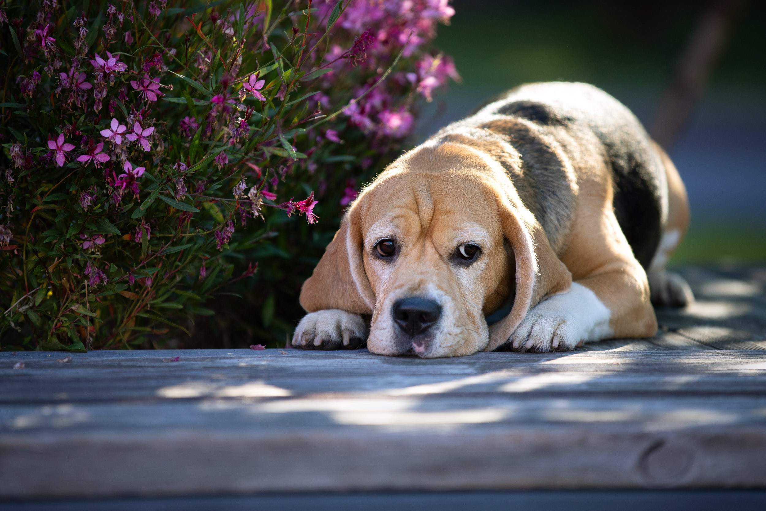 Фотопрогулка с Татьяной и биглем Евой. Фотограф-анималист в Москве и Московской области Татьяна Фролова