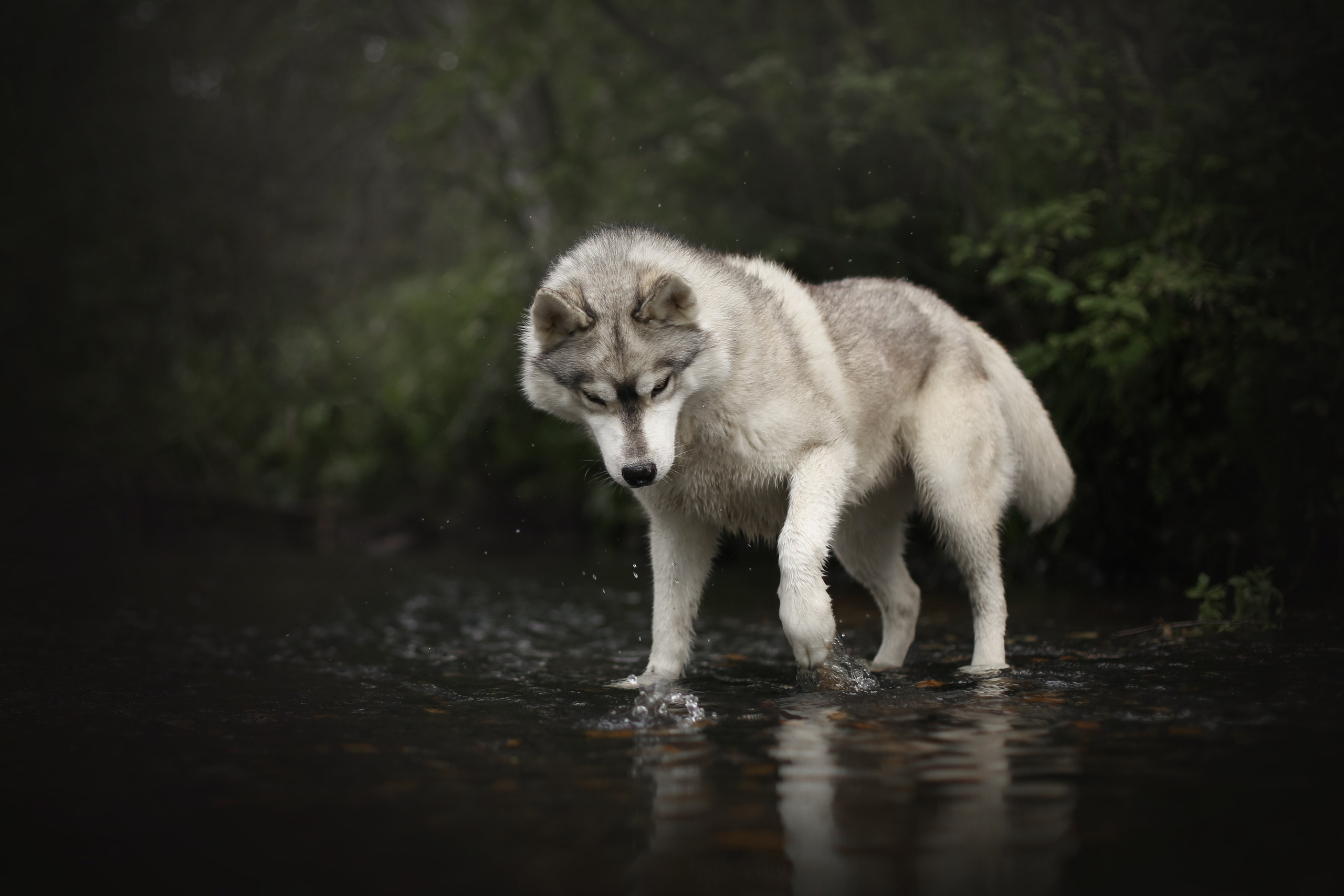 Фотосъёмка собак. Семейный и анималист фотограф в Переславле Анастасия Гусева