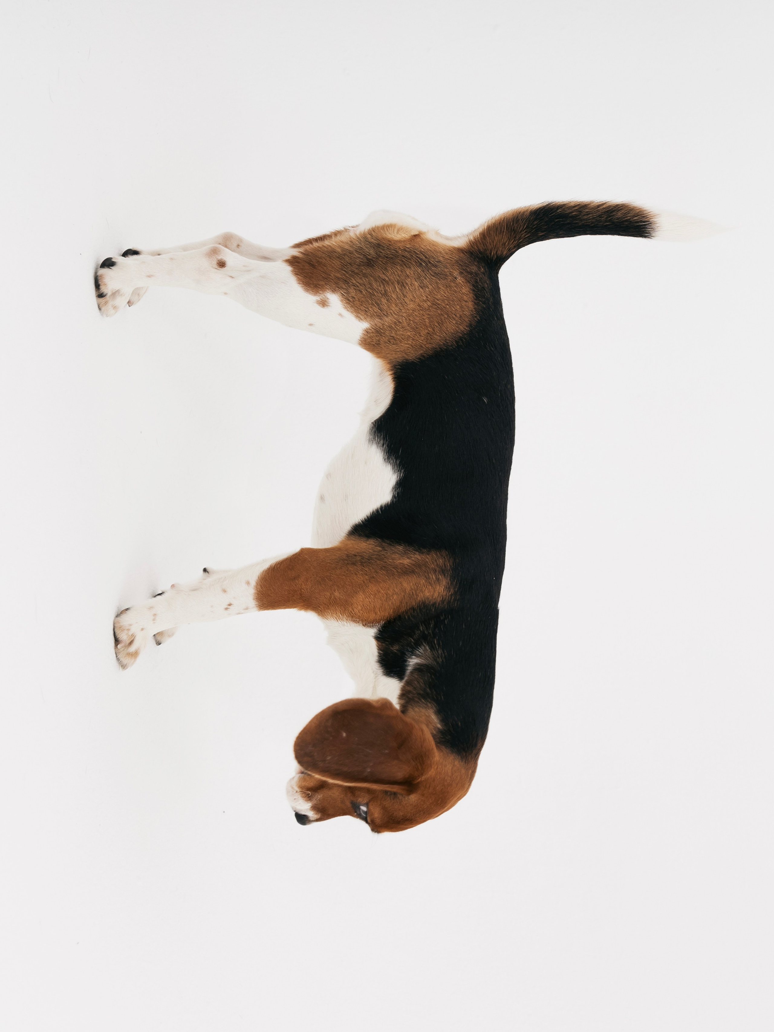 Биглемания. DRIPSTOCK MAG