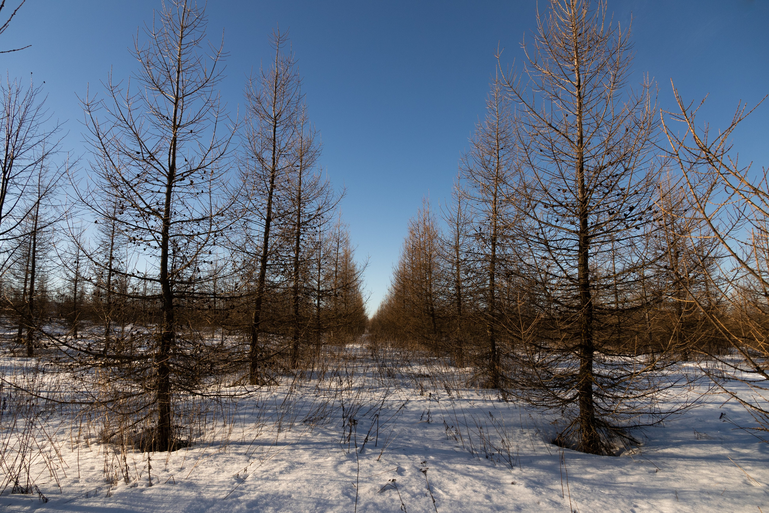 Я здесь живу. DASHA KALNINA