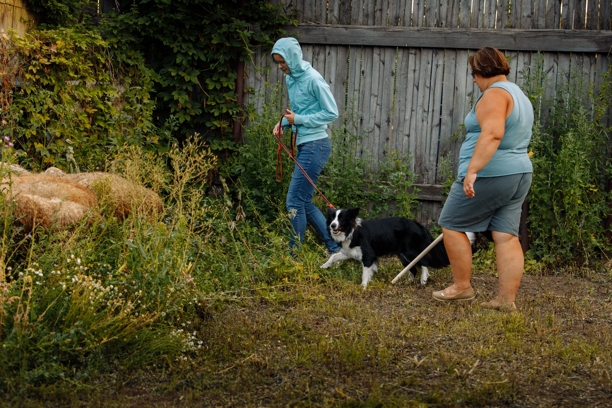 Овечий день. О нас