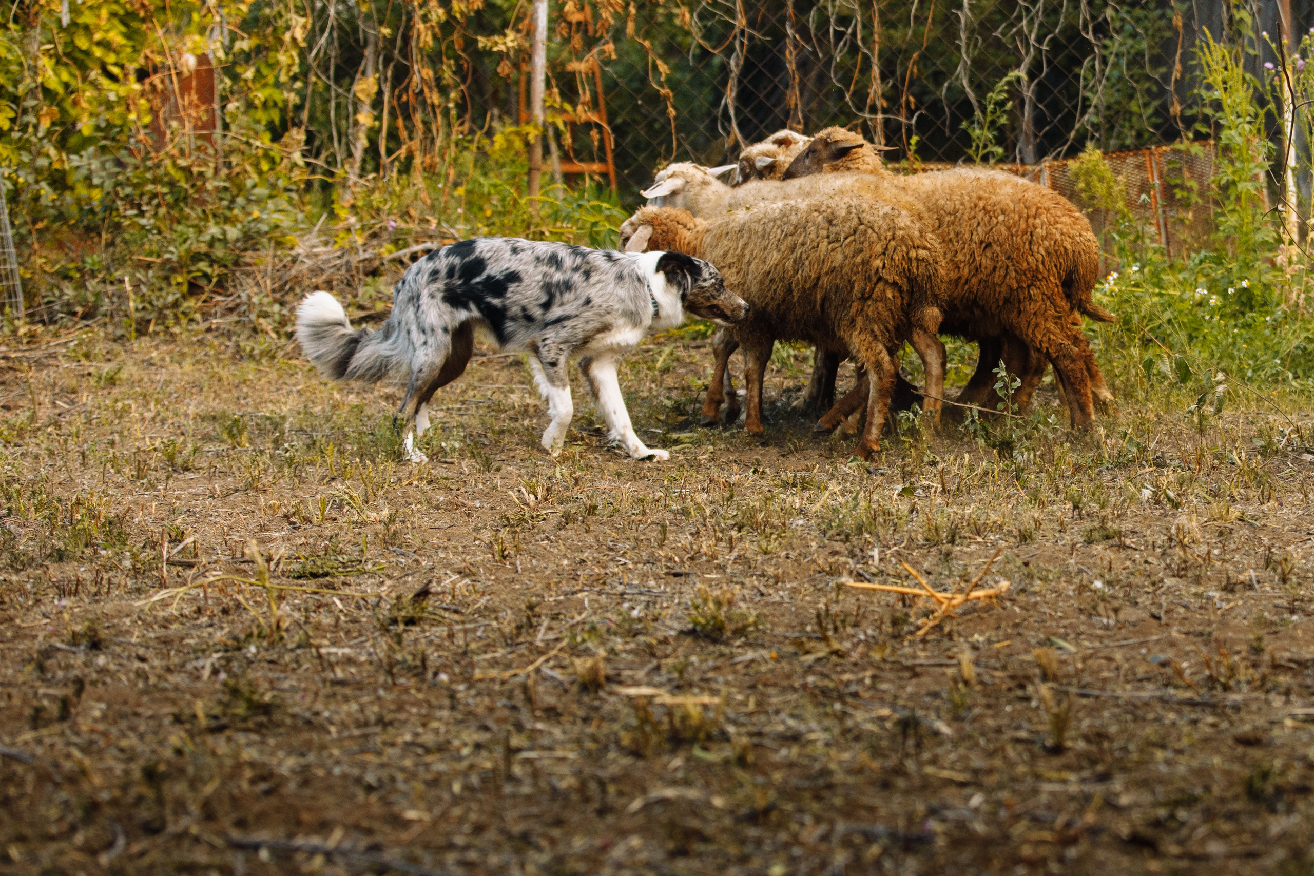 Овечий день. О нас