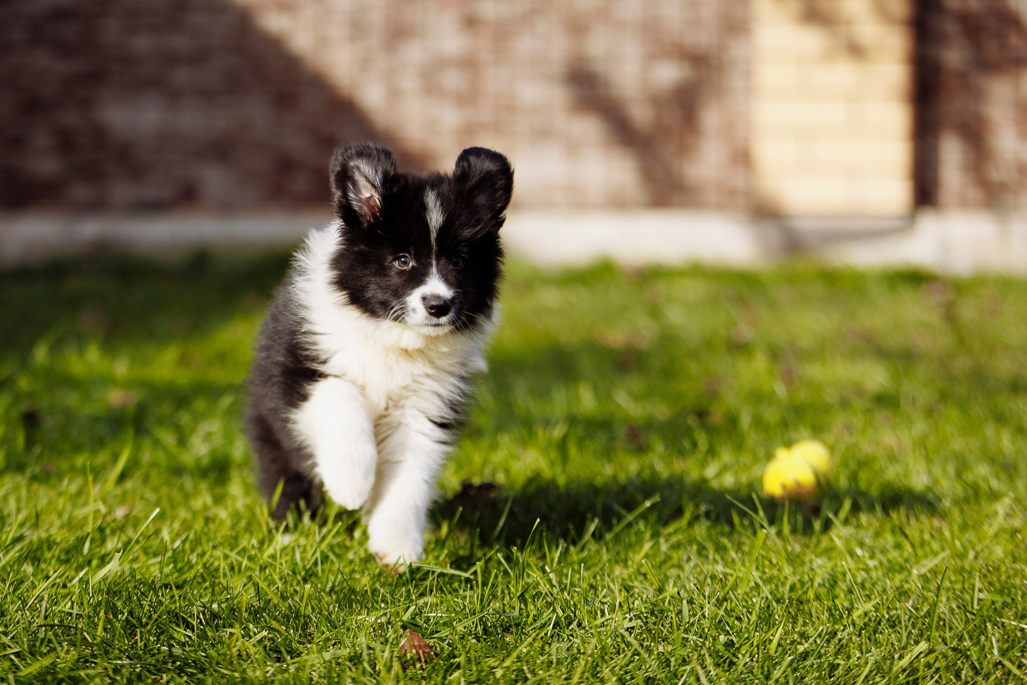 У дома с большой компанией от мала до велика. О нас