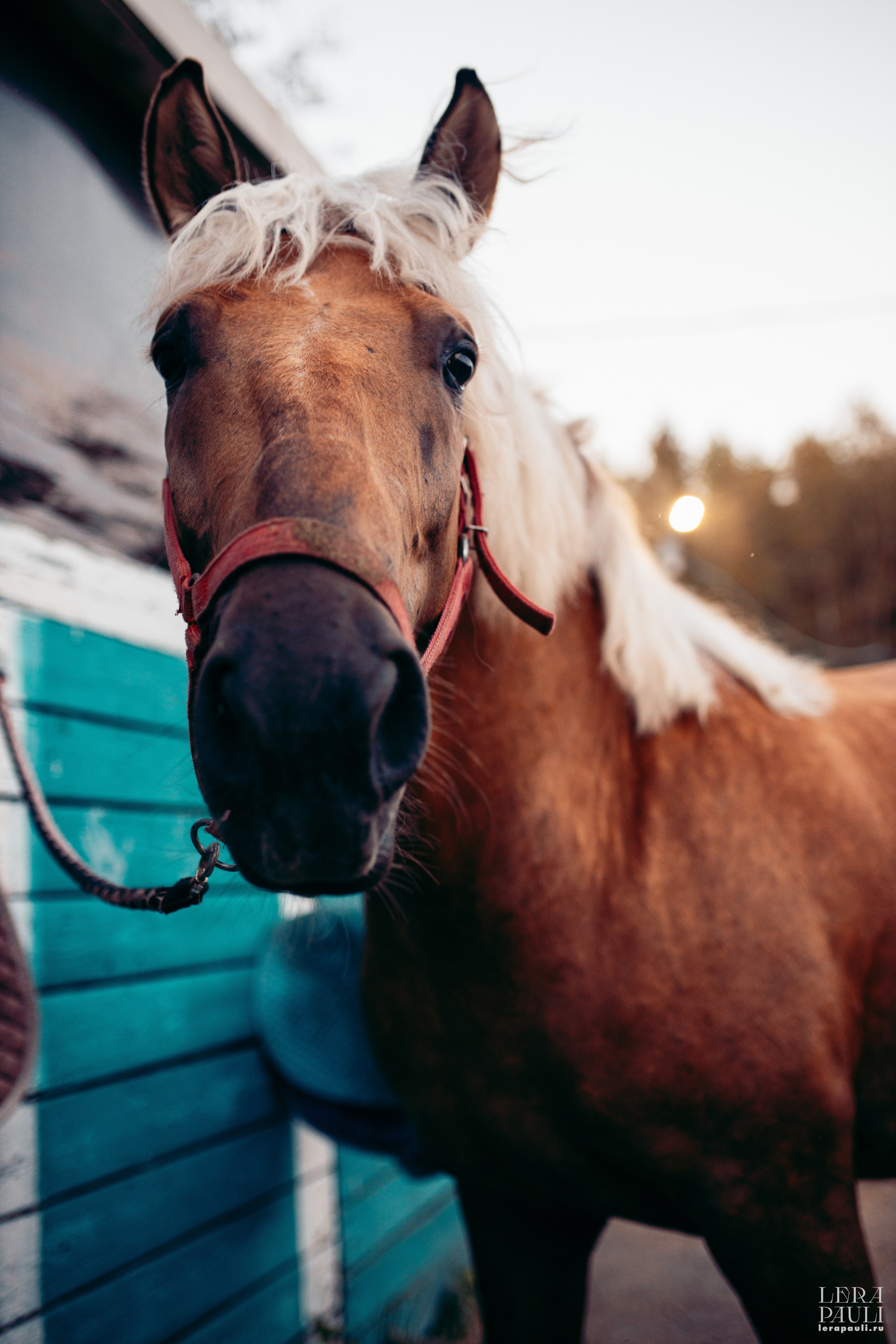 ДПСО «ЛизаАлерт». Главная