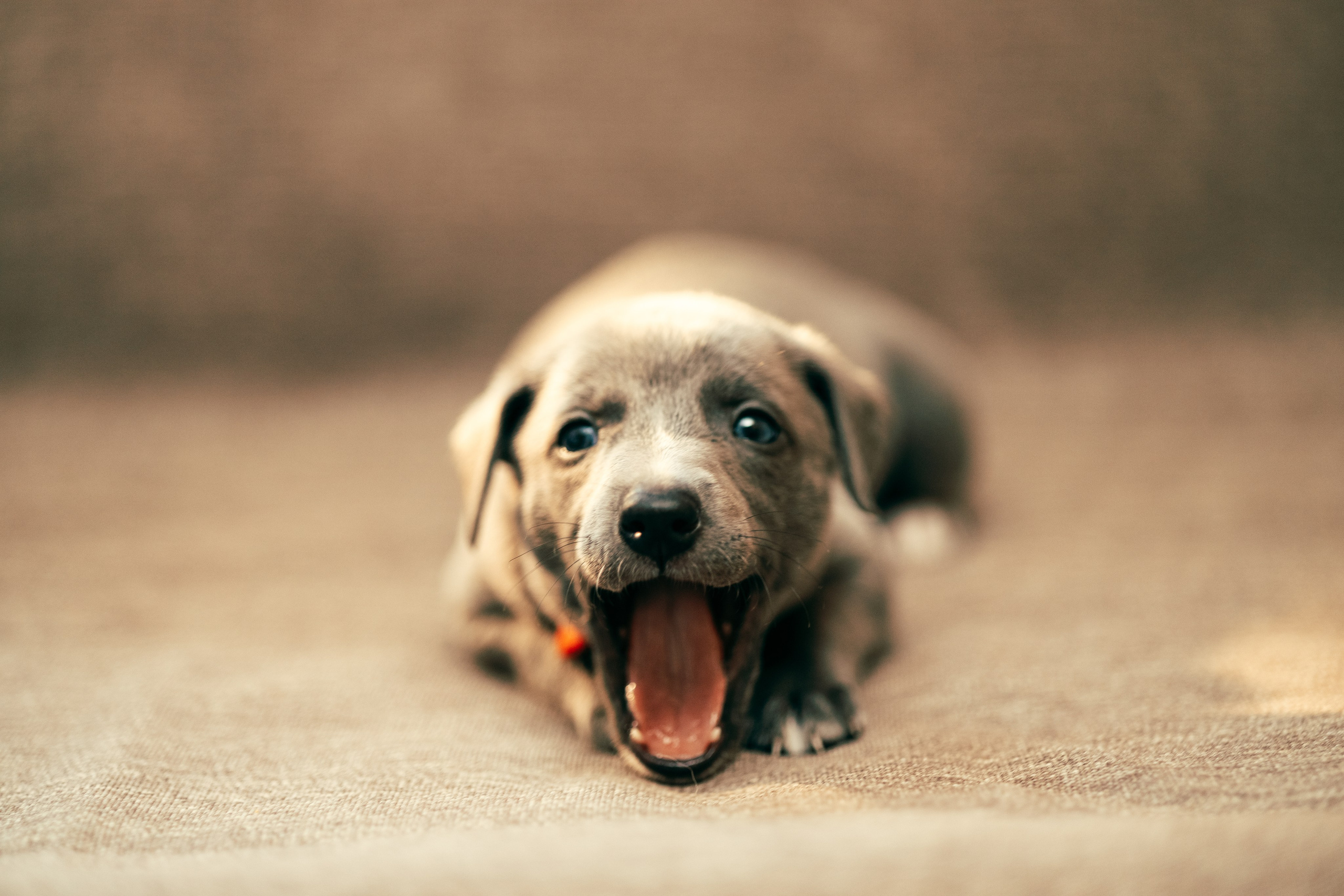 Щенки. Анна Самохина. Фотограф. Москва