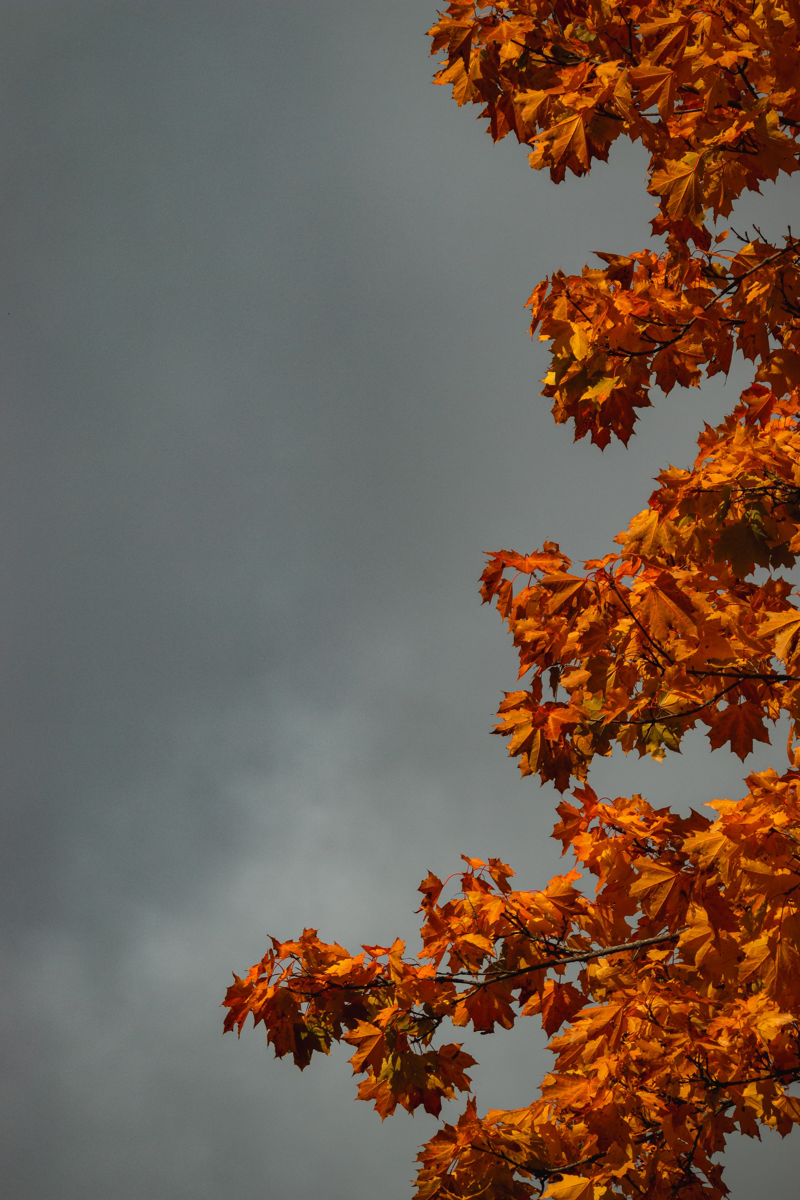 Ж Е Л Т Ы Й. — Digital Noise —