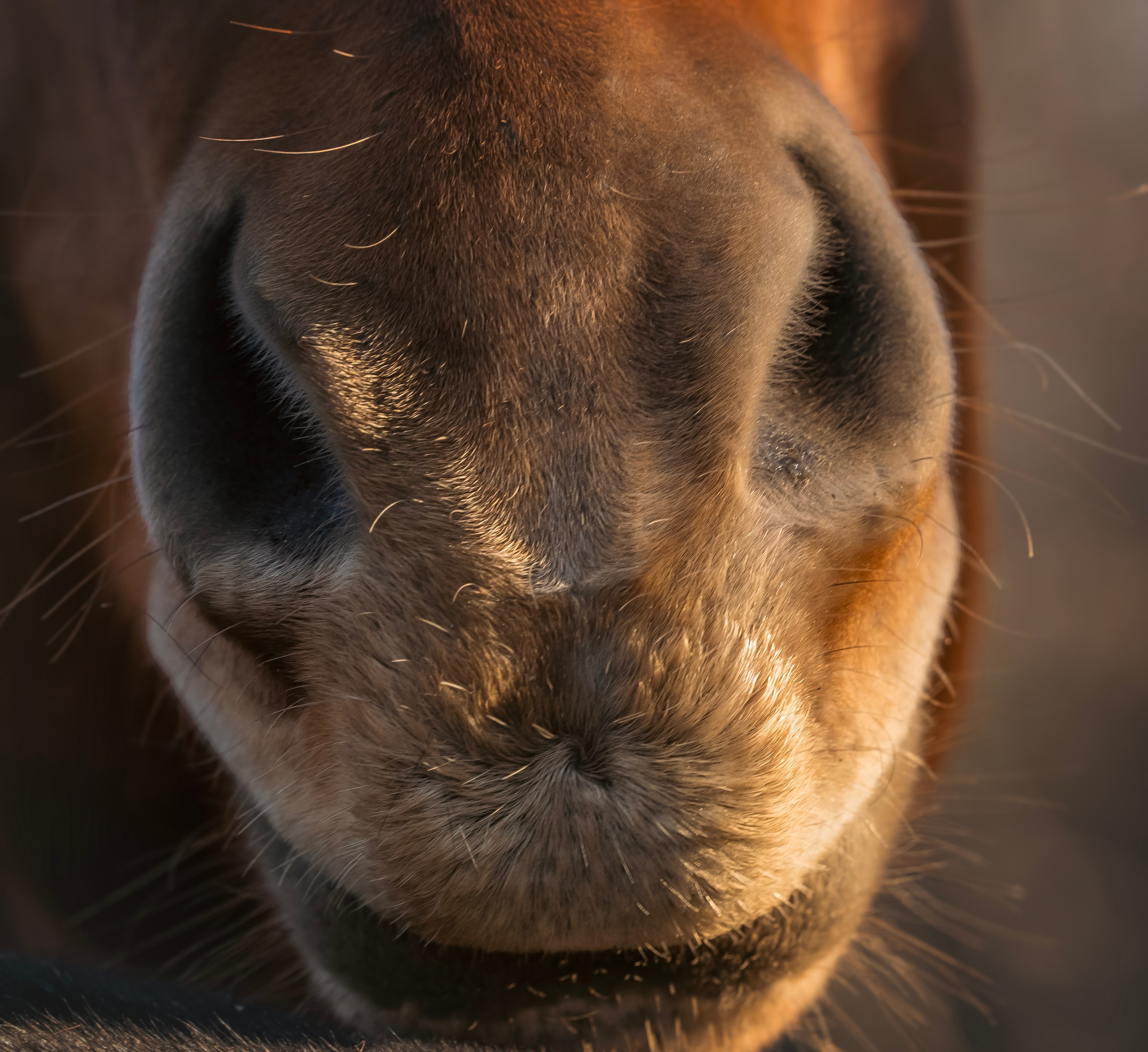 Конюшня. Семейный фотограф анималист г. Находка