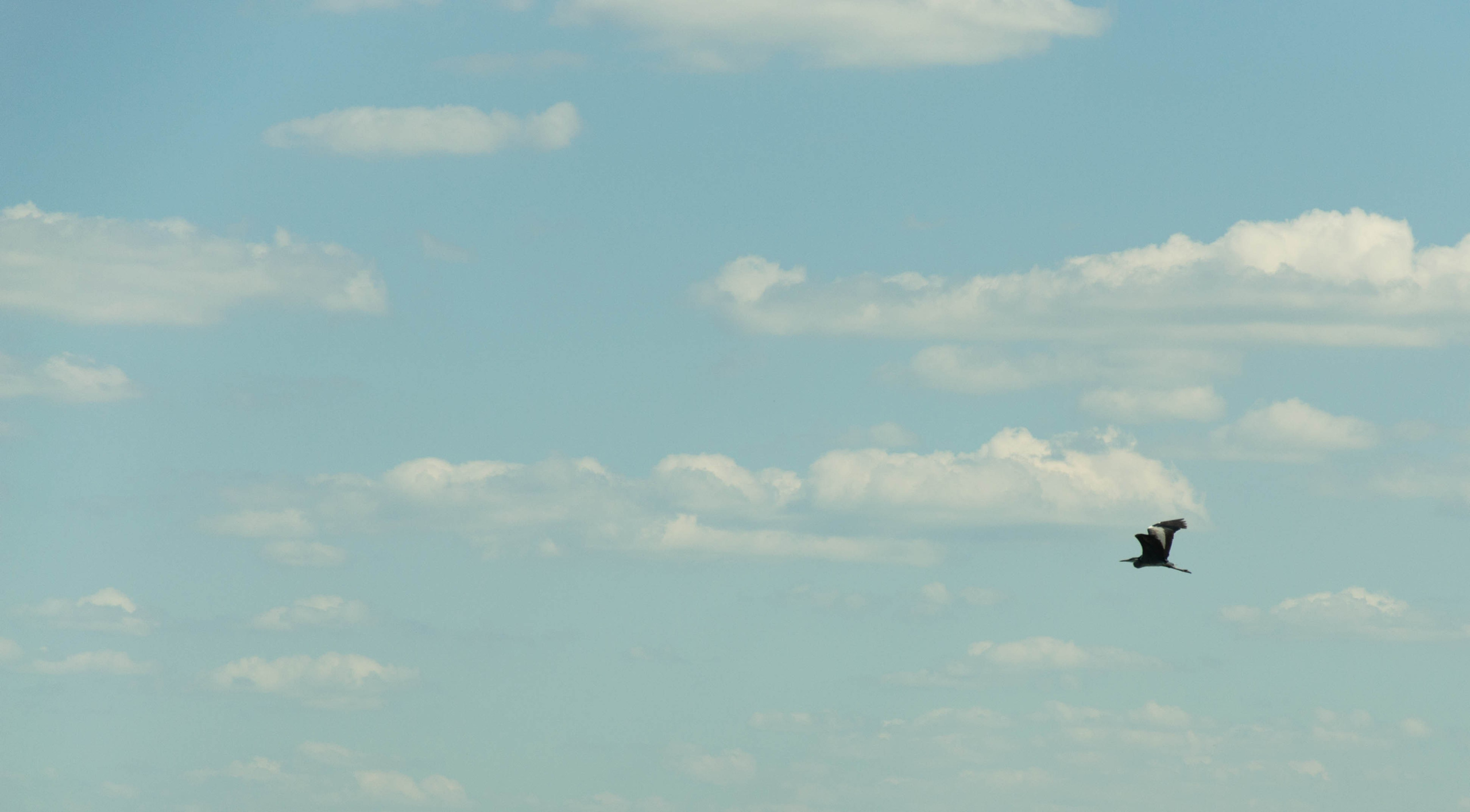 Дон. Главная