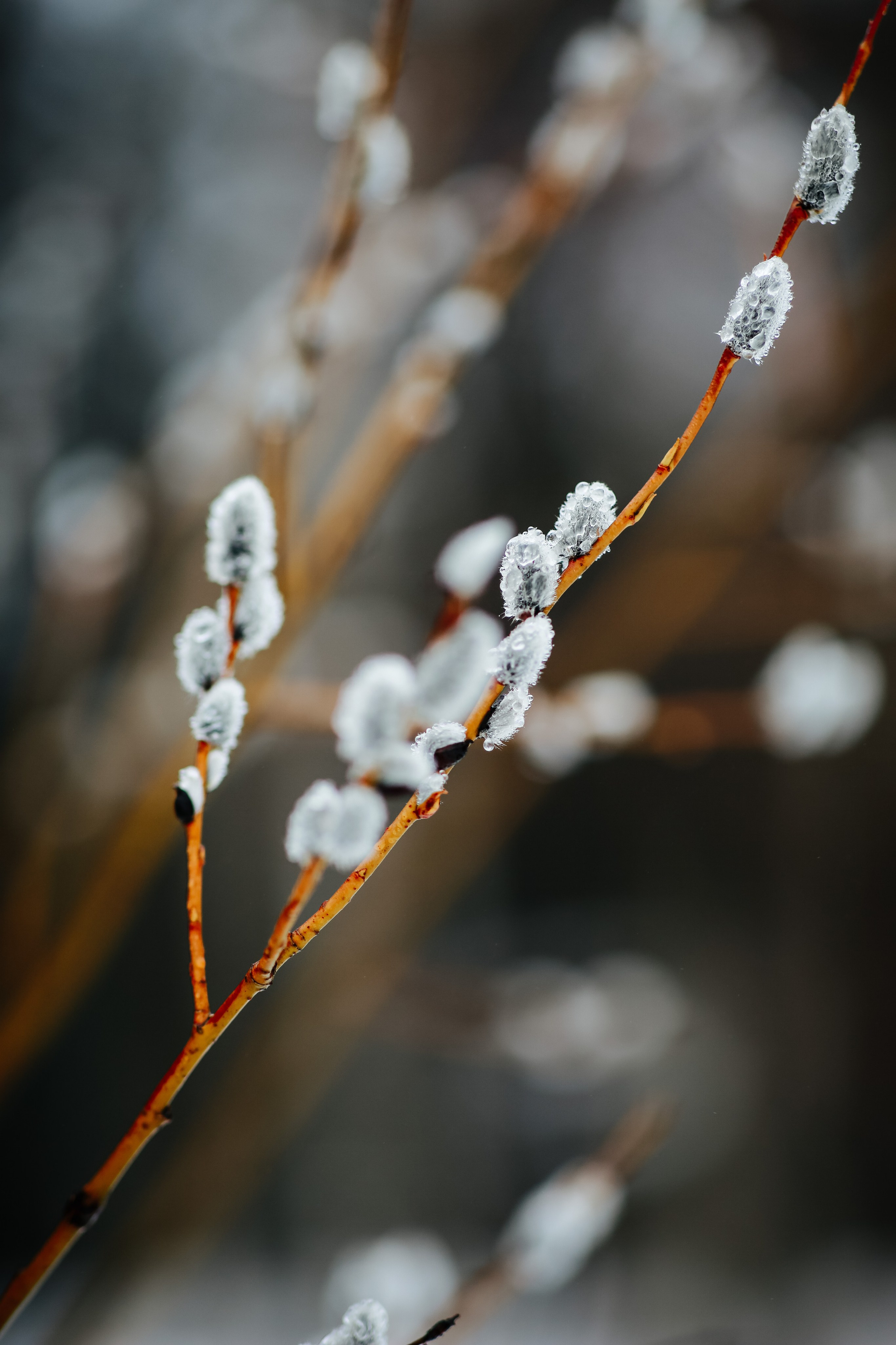 Природа. Трандин Иван Фотограф СПб