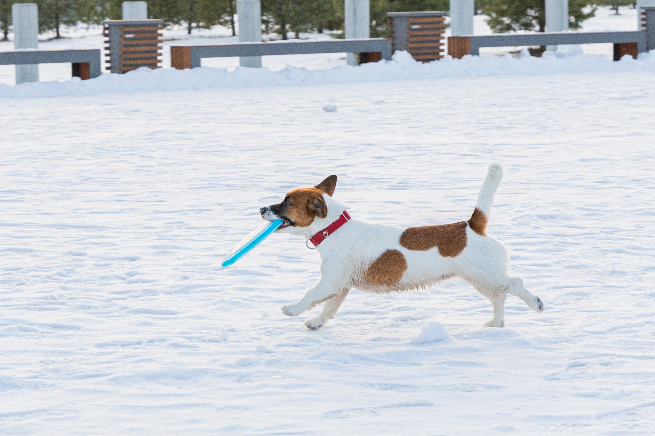 Фотосъёмка животных. Профессиональная коммерческая, промышленная и репортажная фотосъёмка для бизнеса