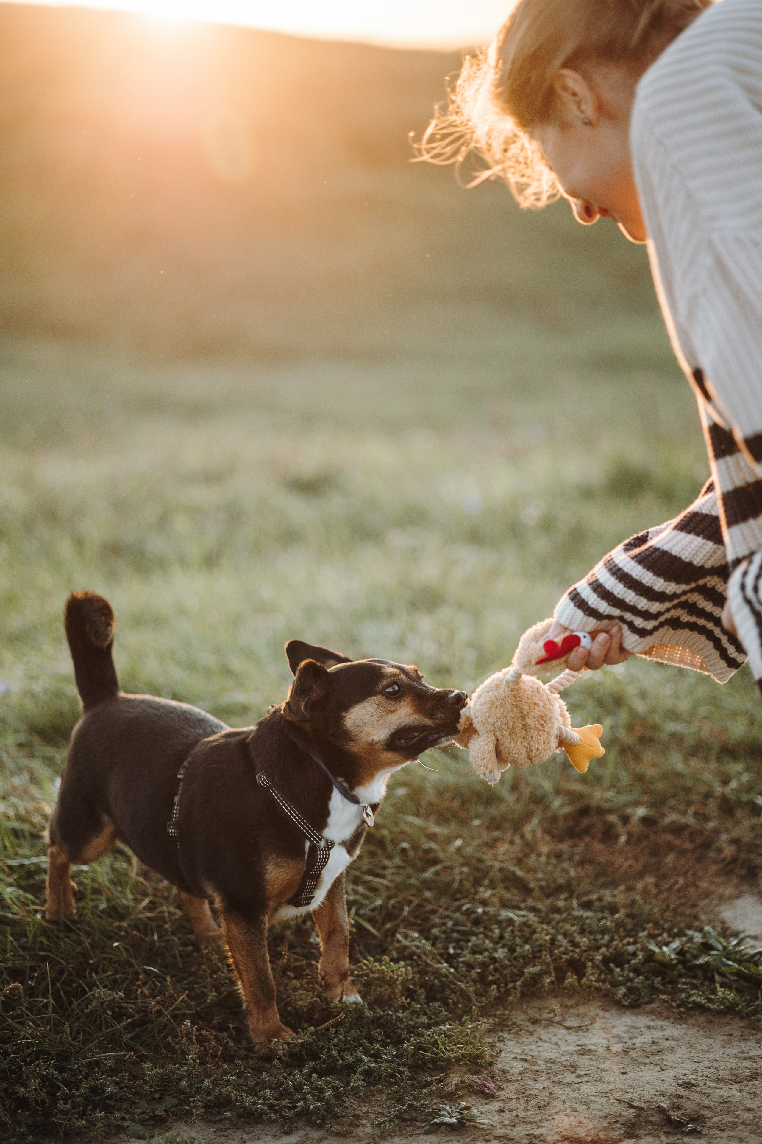 Ольга и Рекс. Фотограф — Анималист | Санкт-Петербург