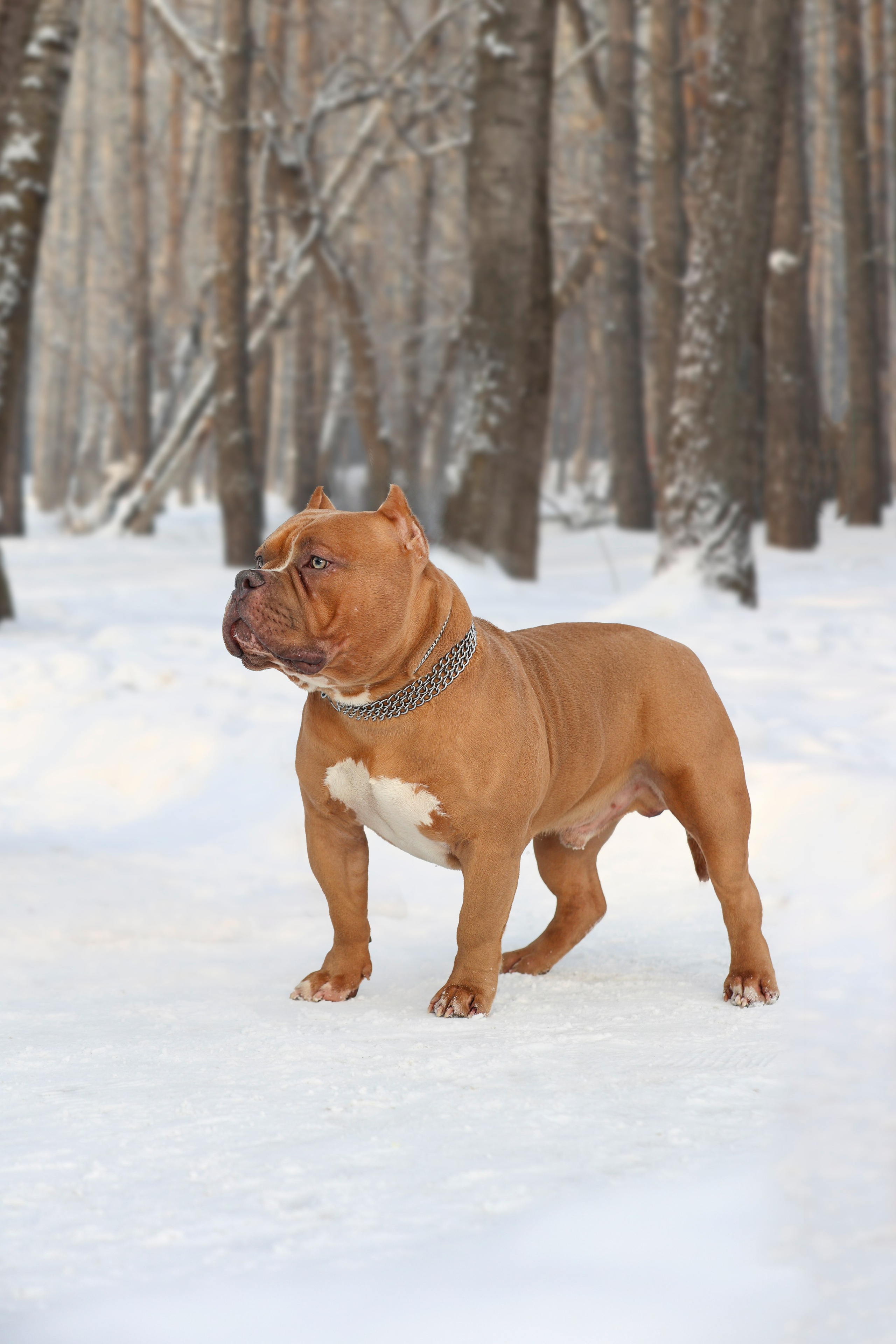 Американский булли!. Фотограф 📸 семейный, предметный, репортажный