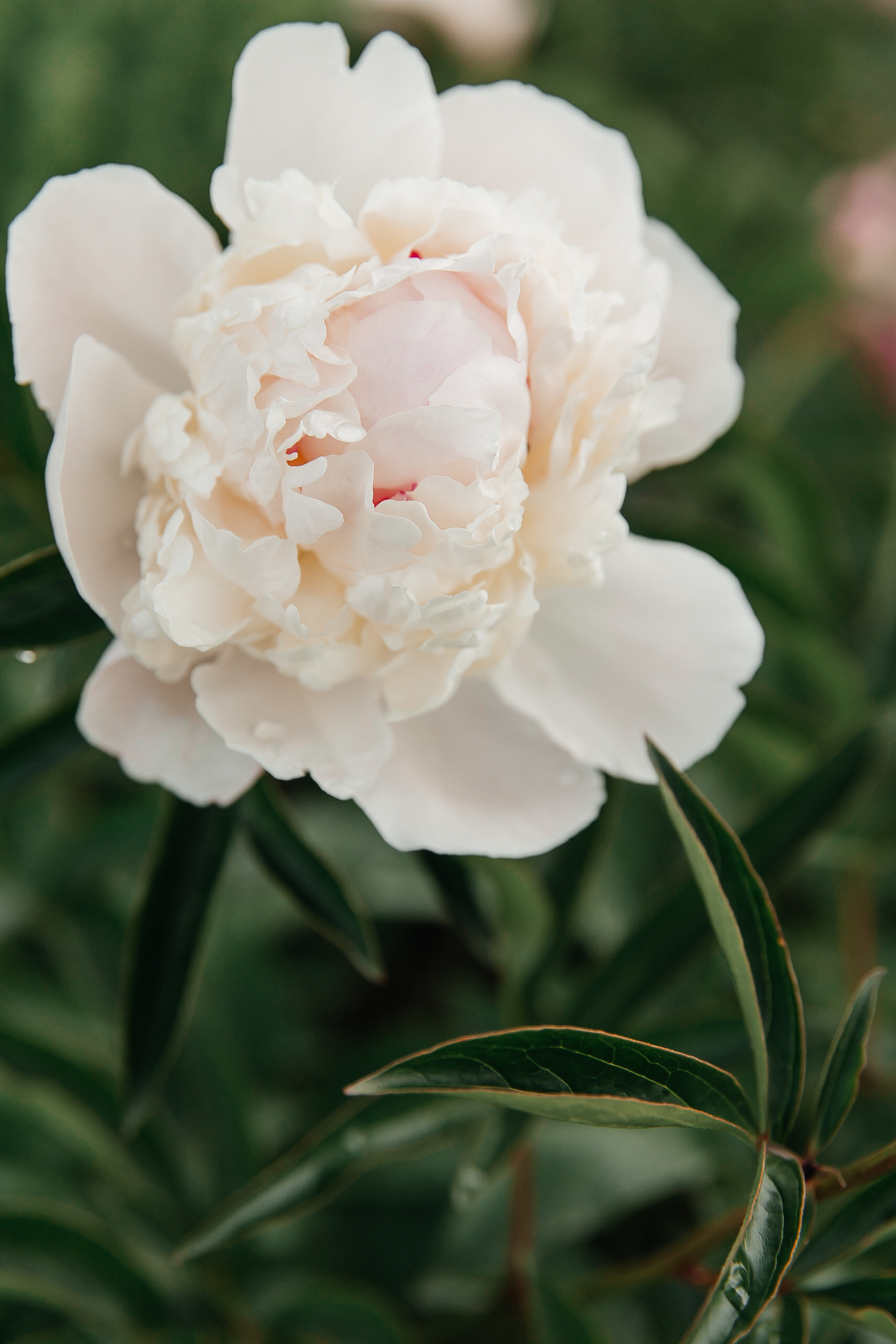 Свадебные. Свадебный и семейный фотограф в Несвиже Ксения Самойлик