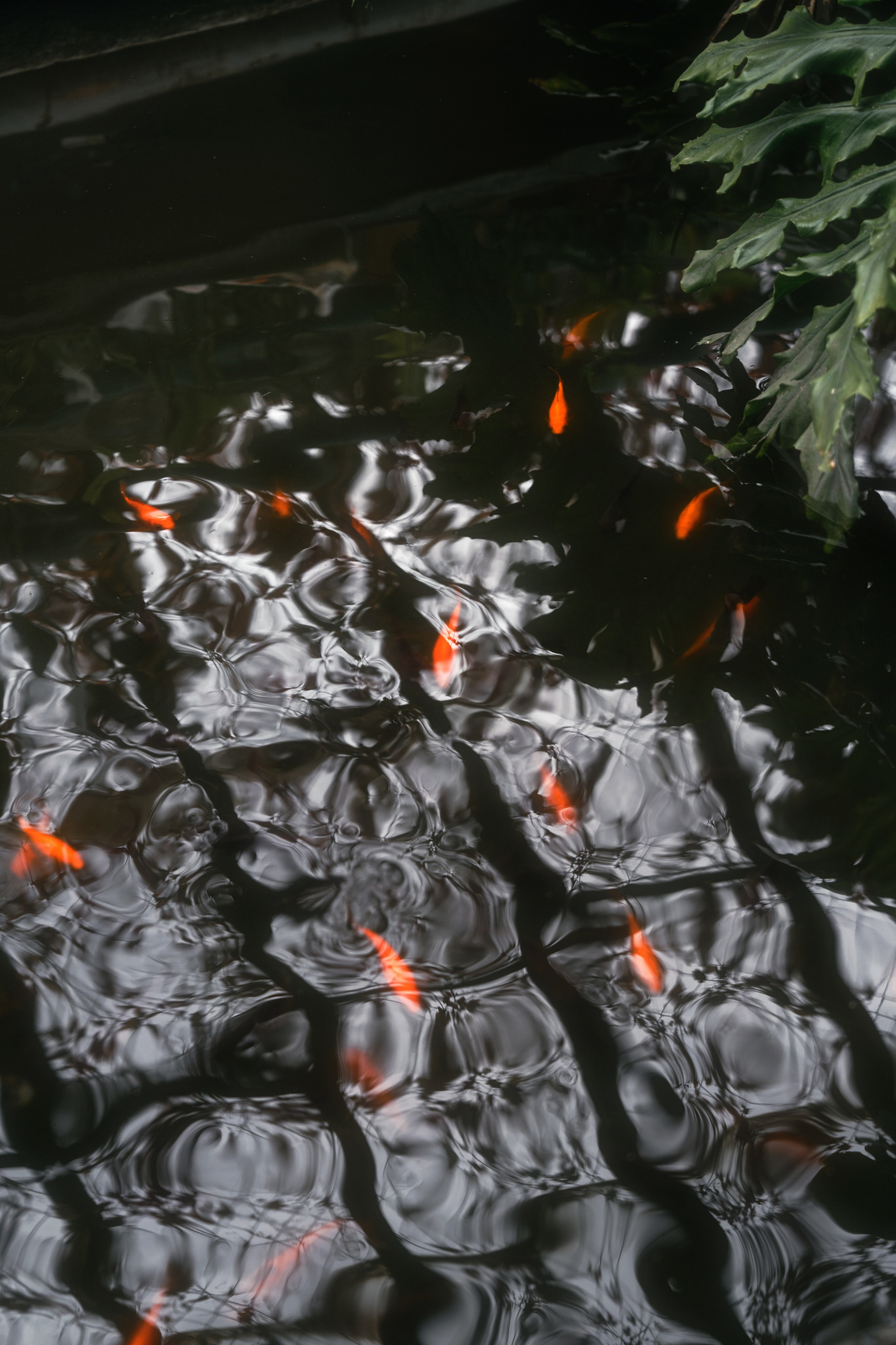 Женская фотосессия в ботаническим саду. Свадебный и семейный фотограф Надежда Соловьева