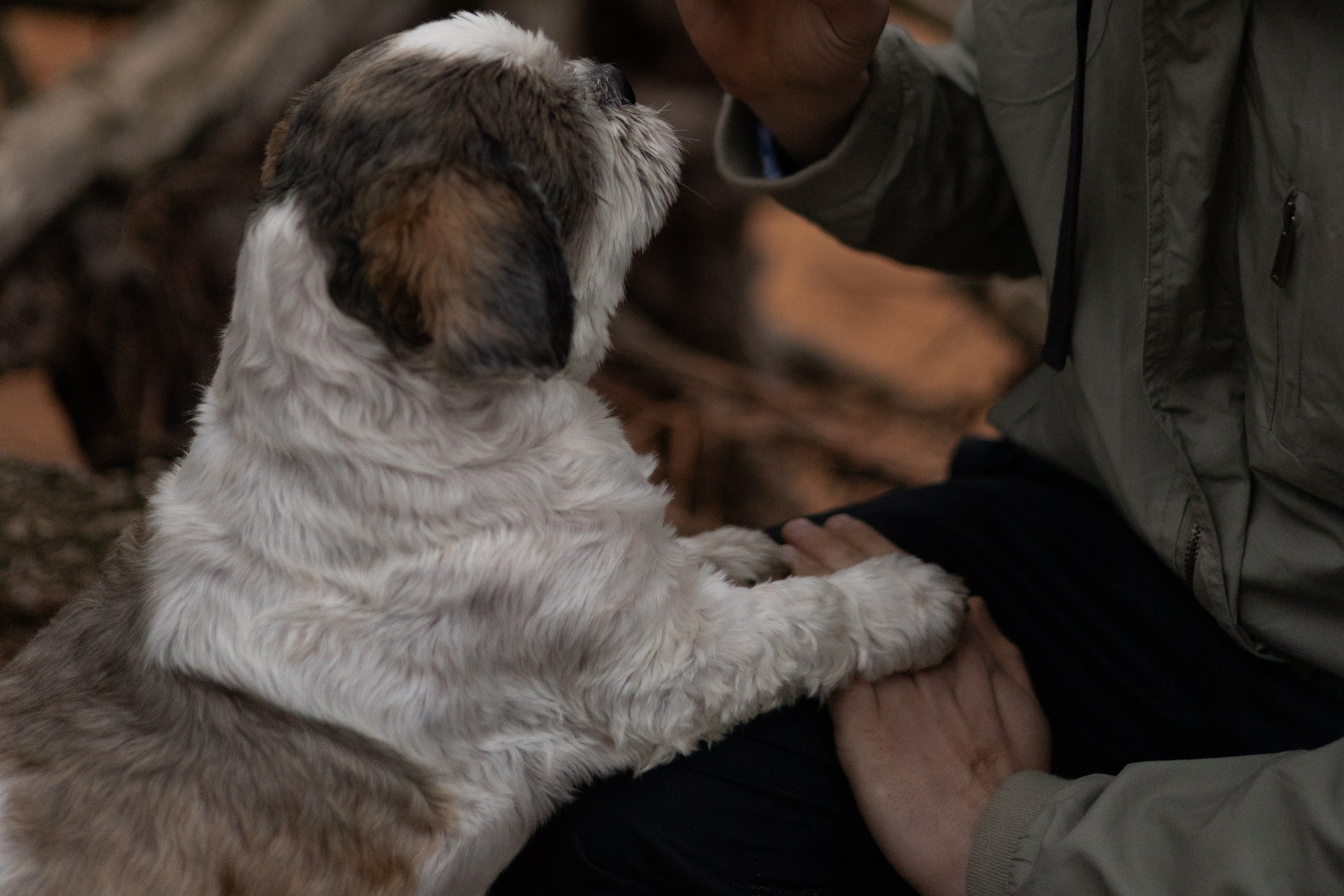 Влад и Франт. Фотограф — анималист •love-story•|Санкт-Петербург