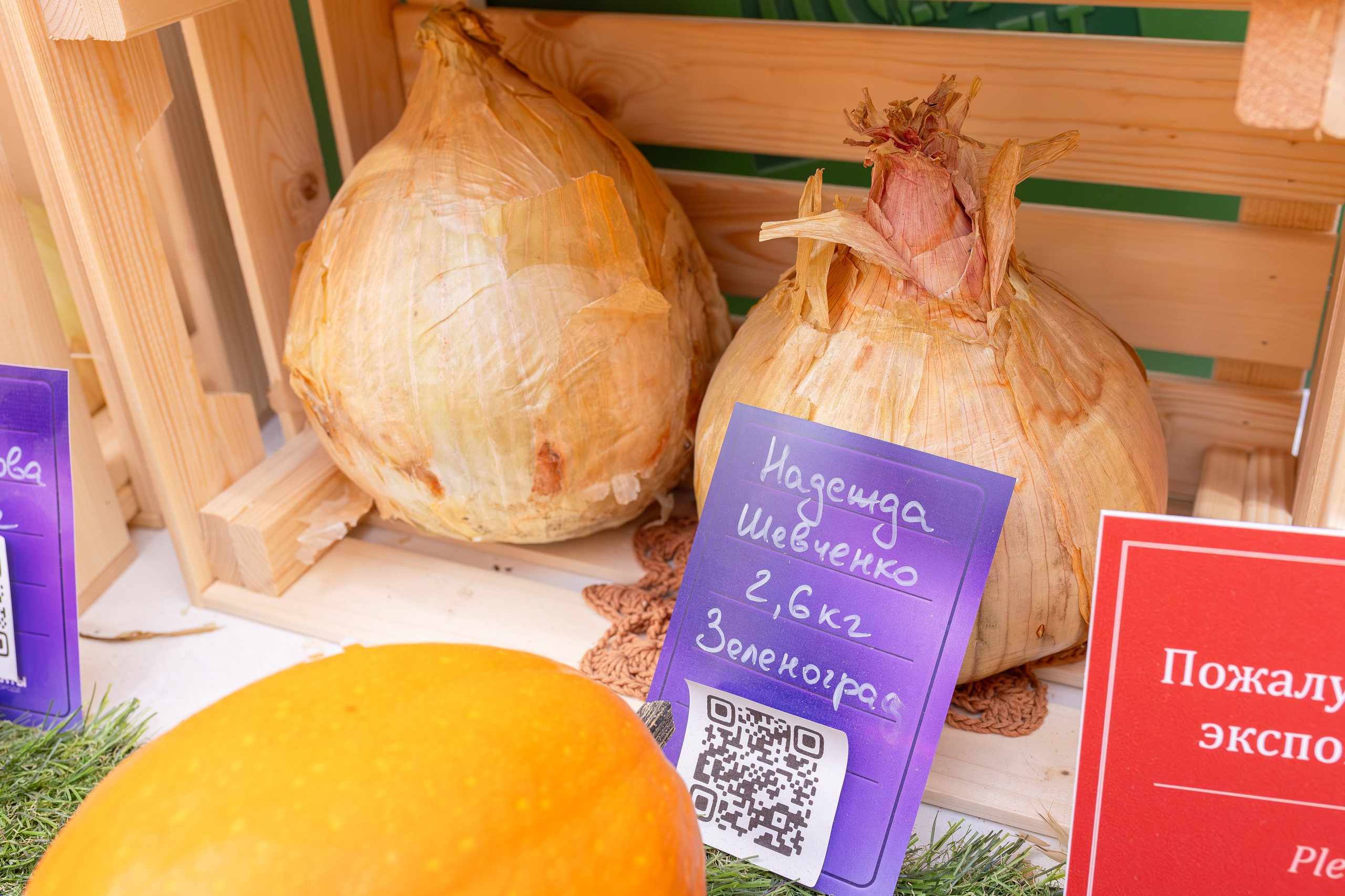 Овощи-гиганты. Александра Куликова фотограф, Москва