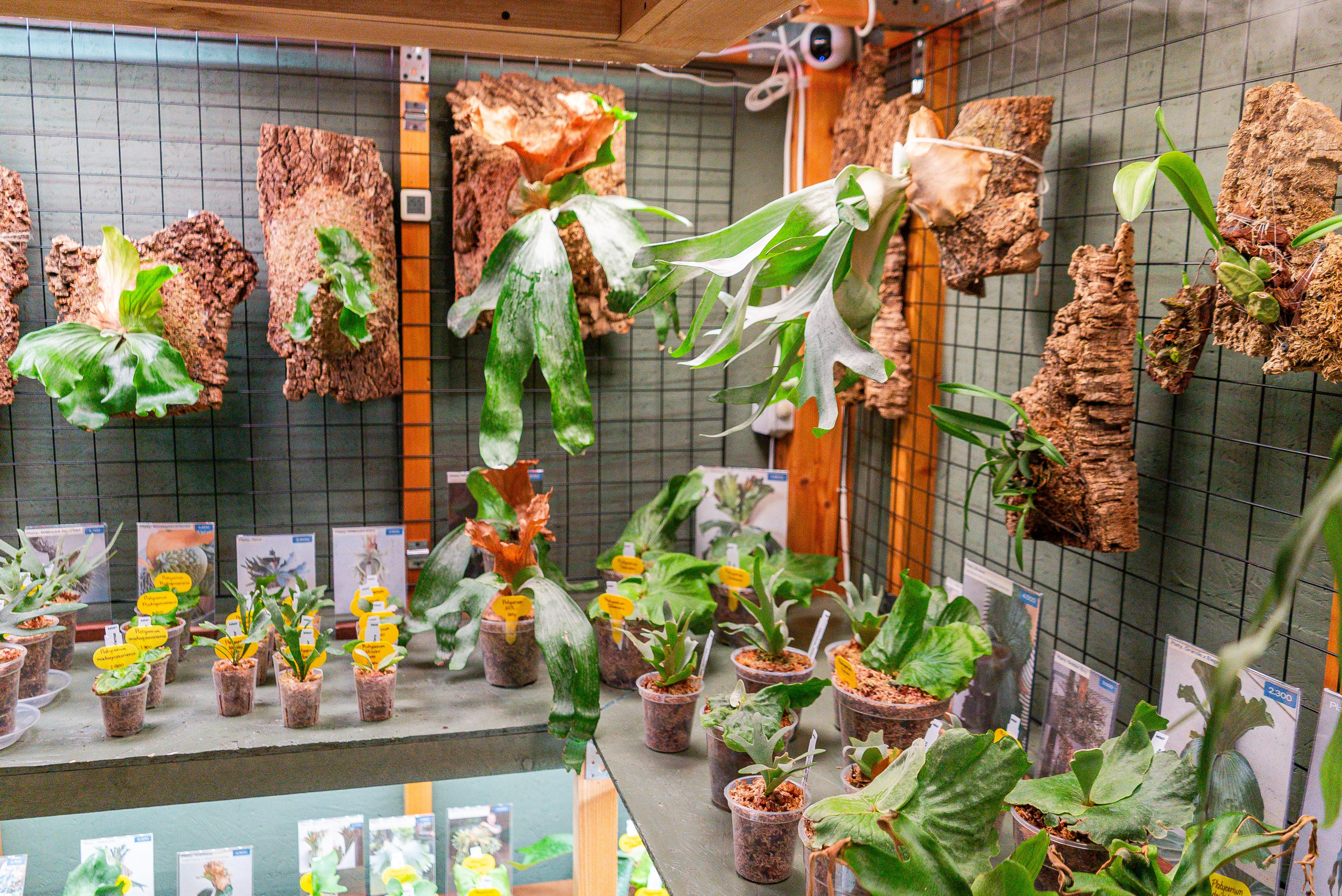 Make more plants. Александра Куликова фотограф, Москва