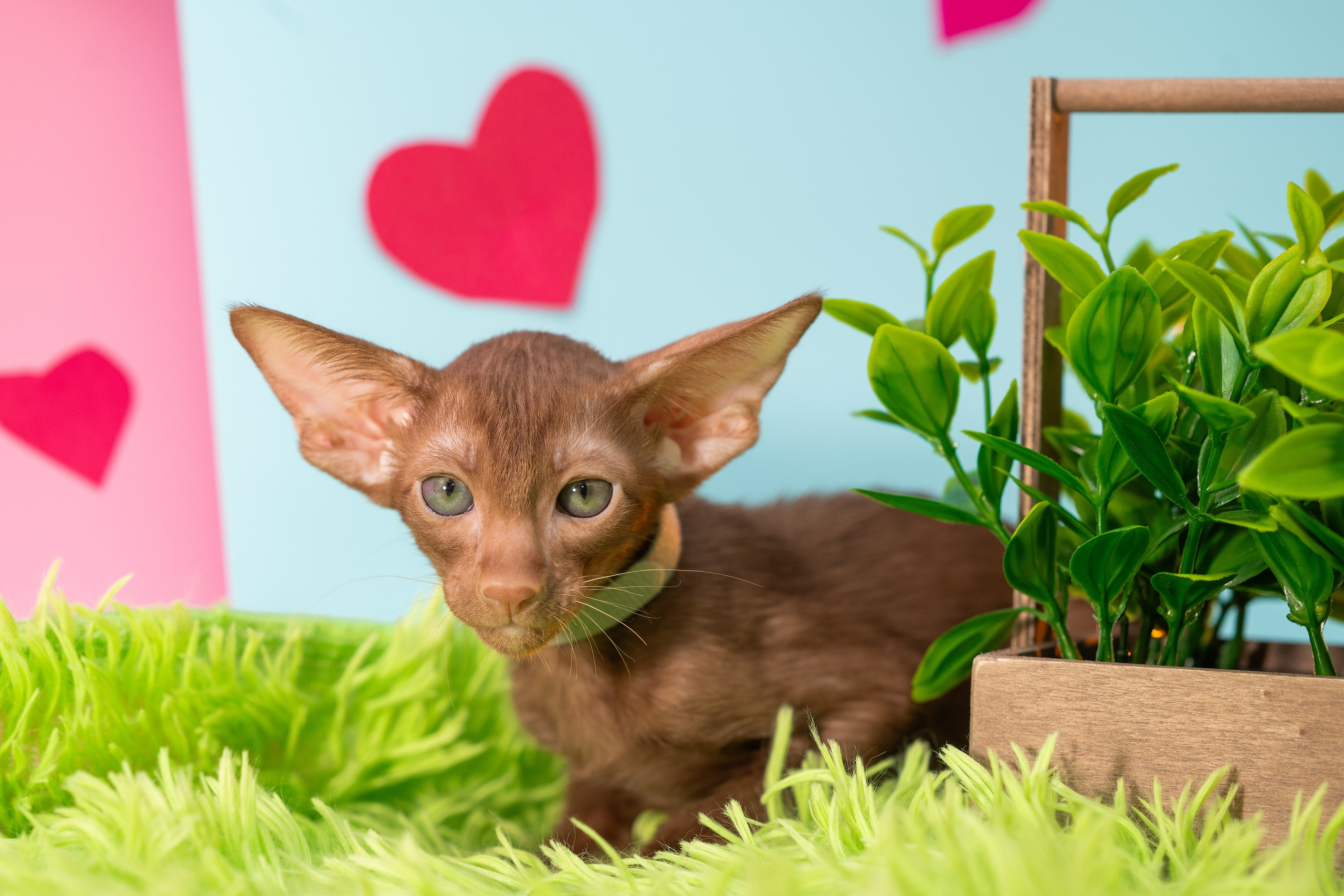 Заводчик Юлия Панова. Творческий фотограф Вологда