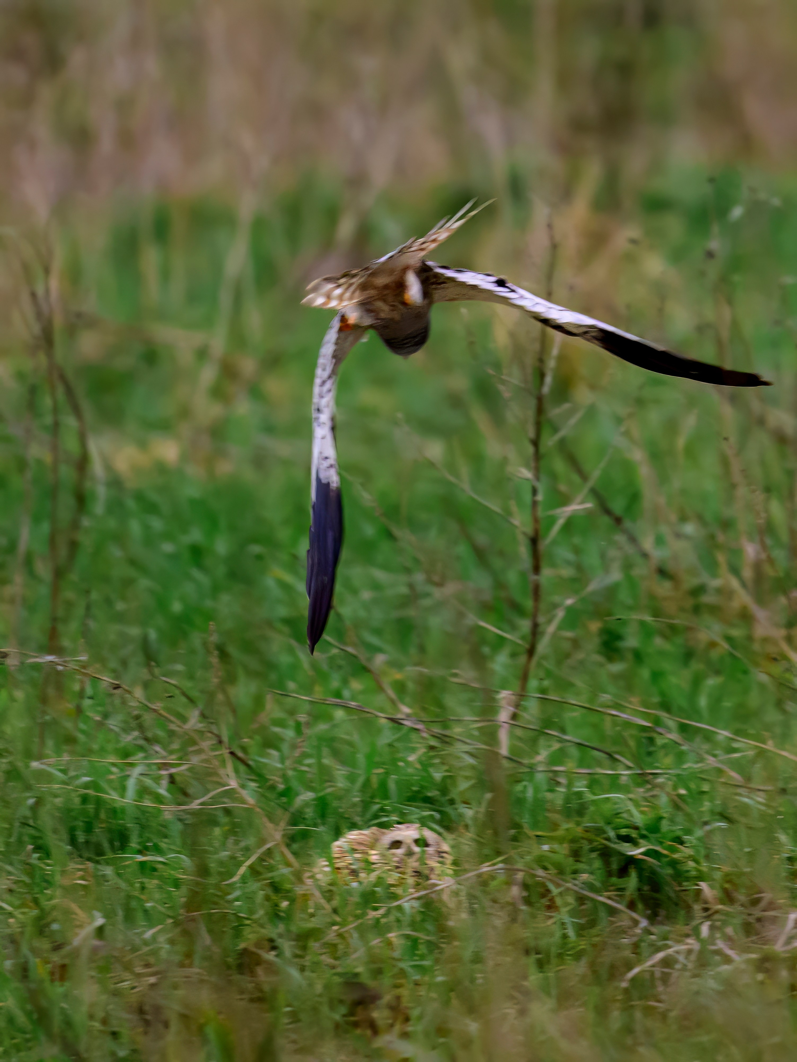 Лунь атакует сову. Wildlife photography by Sergey Puponin