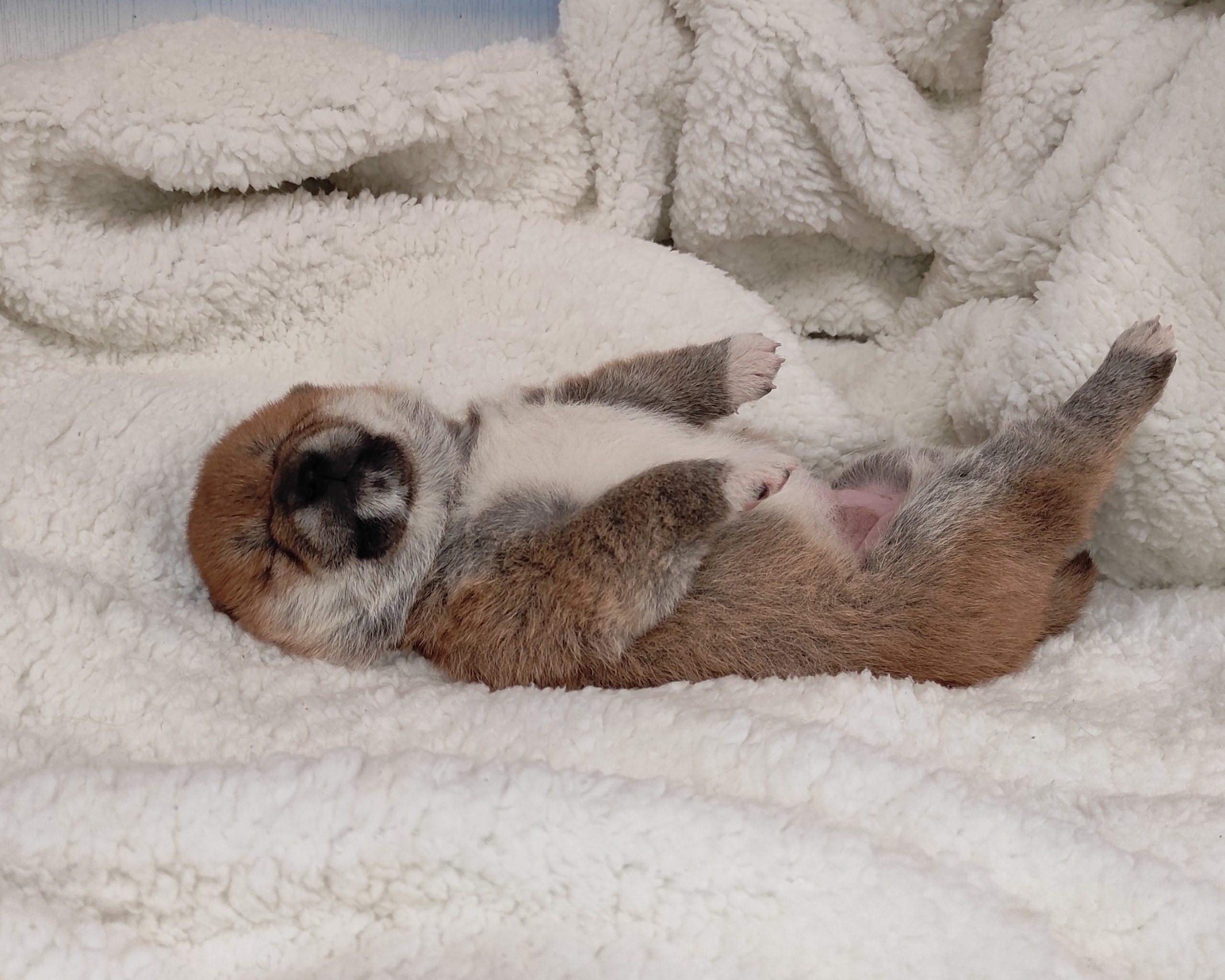 сиба питомник Рубилайт щенки на продажу rubylight  сиба щенки купить СПб Санкт-Петербург 