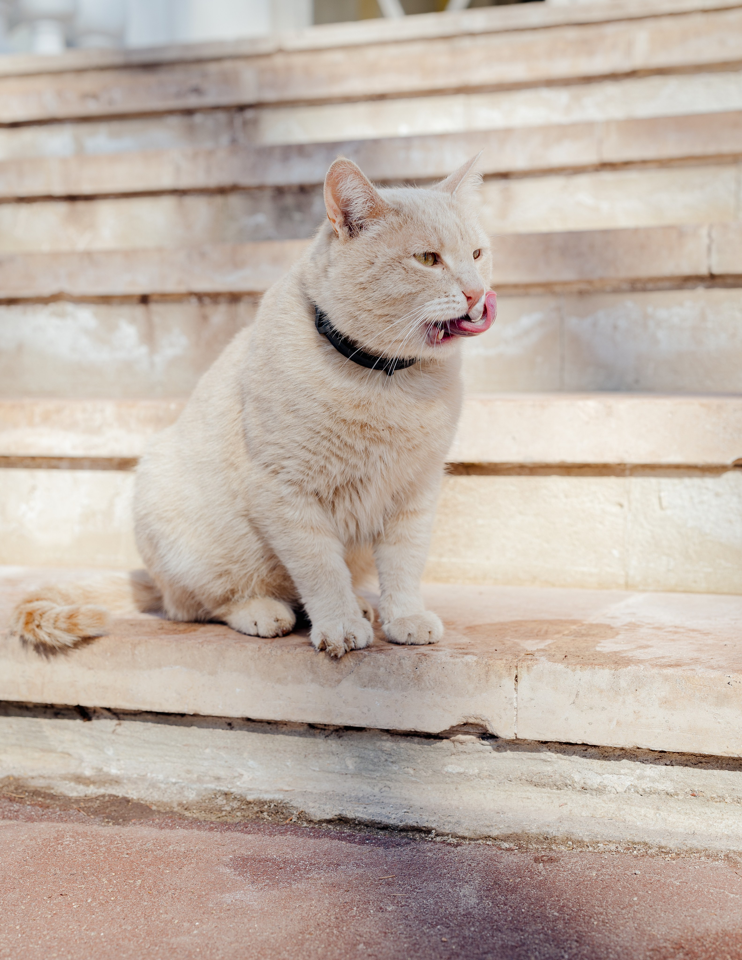 Разные Животные. Портретный и семейный фотограф в Москве/Видное