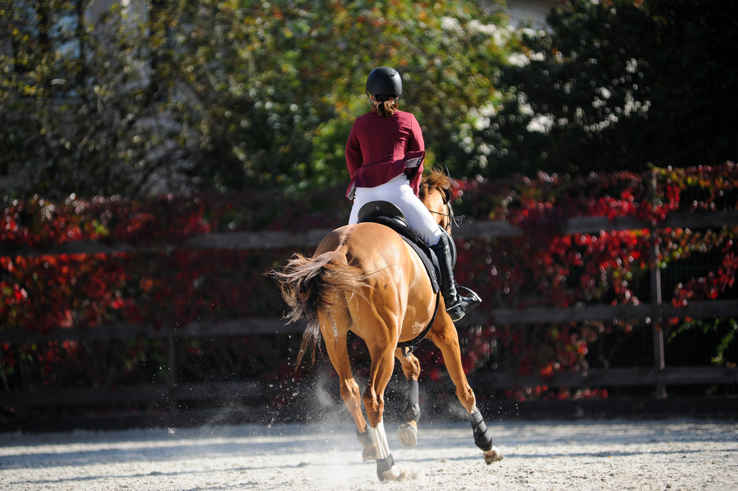 Конкур в конном клубе, репортаж Москва. Фотограф, визажист. Москва