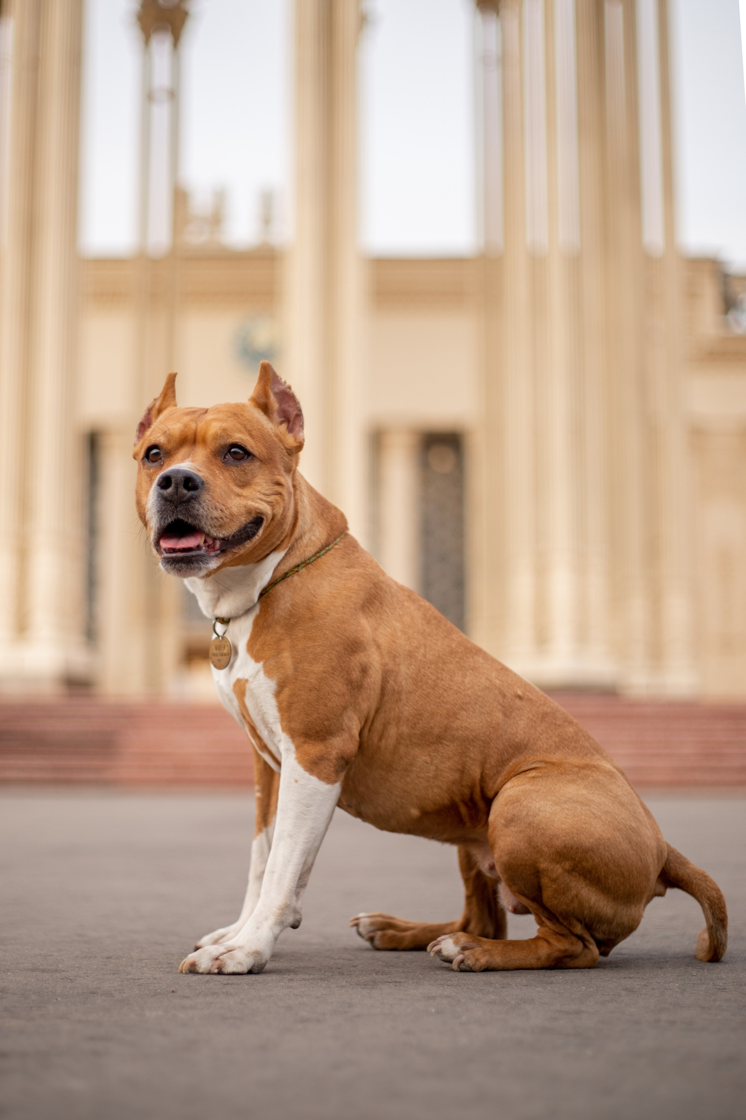 Домашние питомцы. Фотосессии с лошадьми в Москве и МО