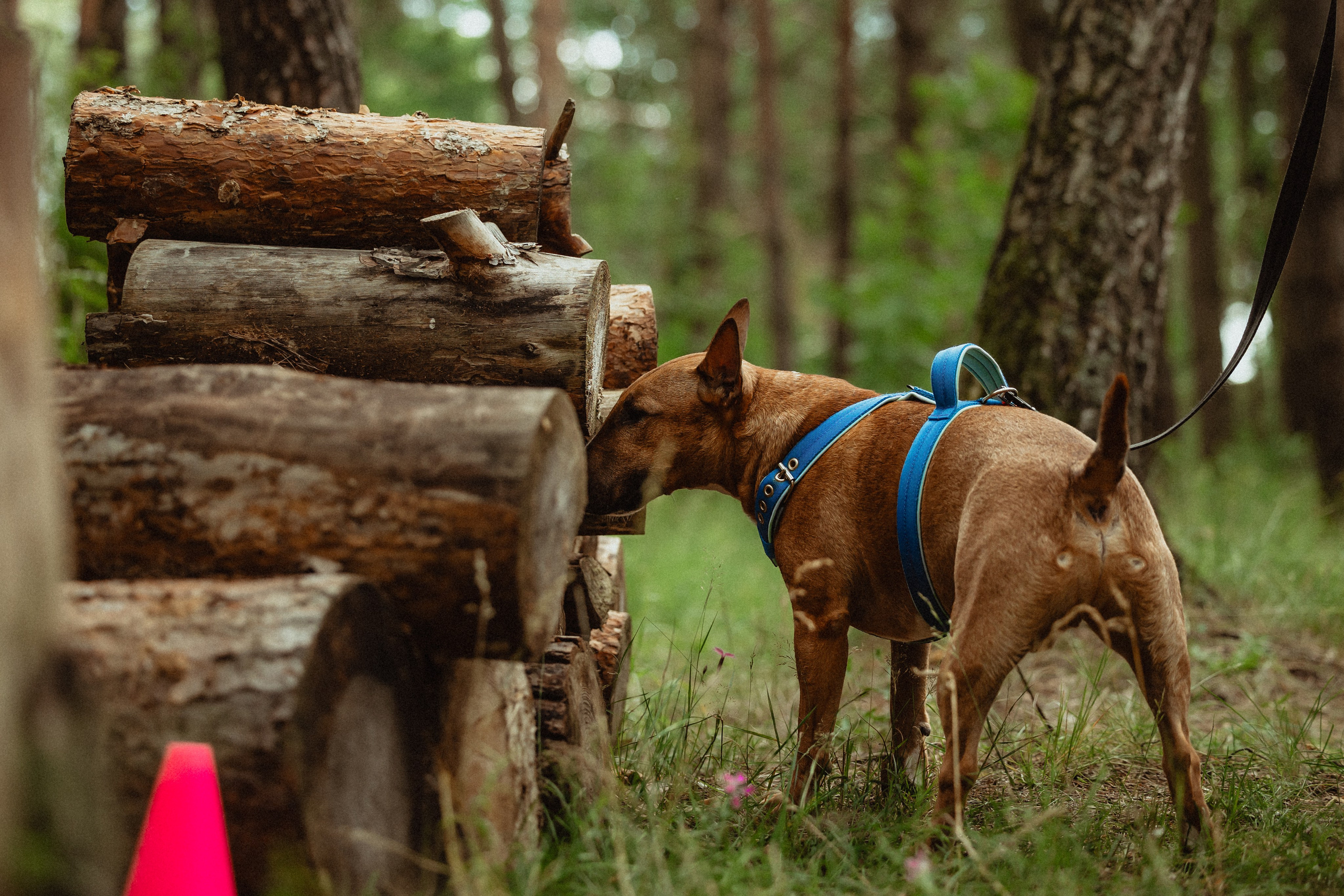 Выездной дог-тренинг от школы «Шерсть имею»