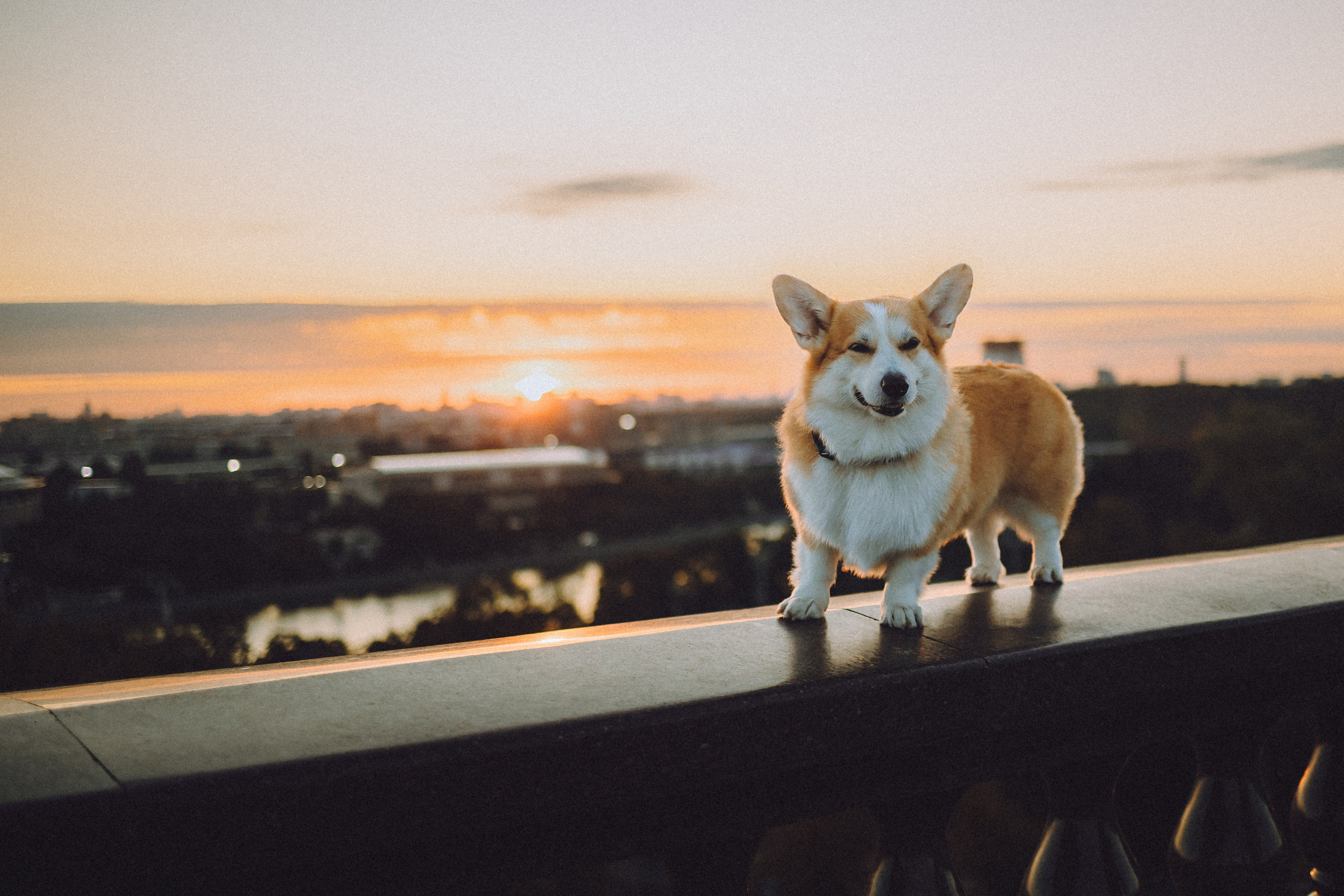 Пуговка и ее семья