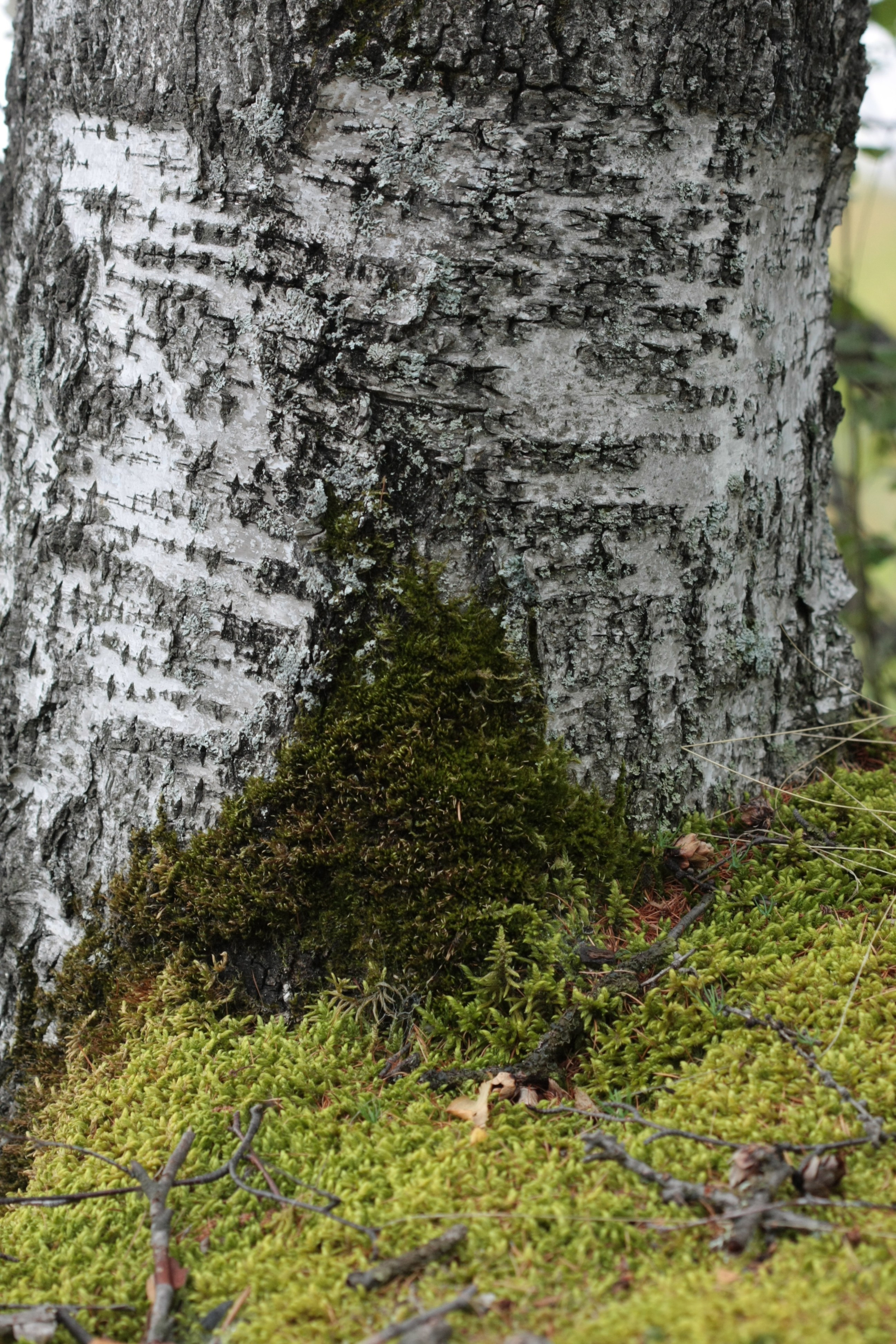 Фото Природы Забайкалья. Студия Максима Белослюдцева