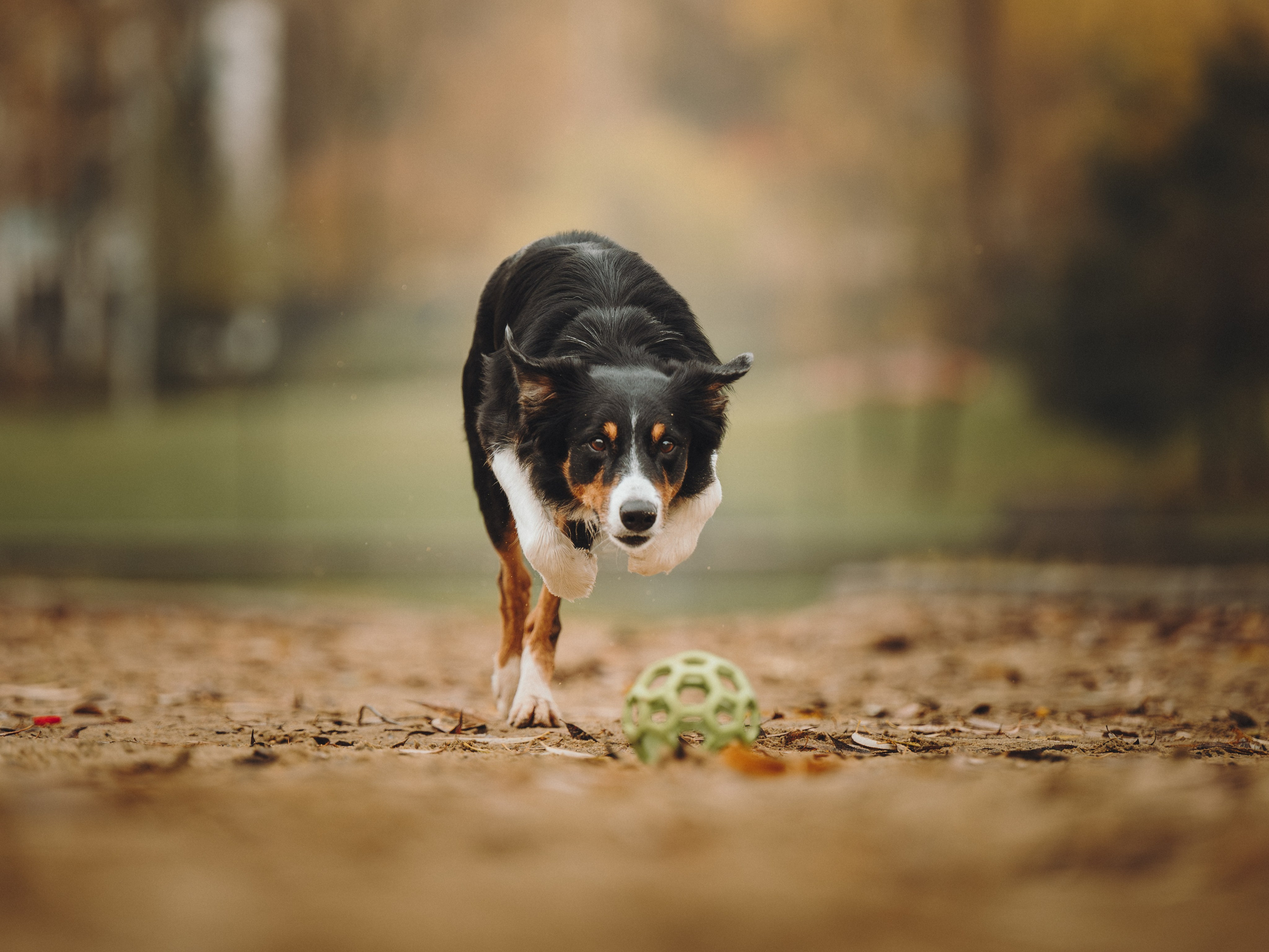 Аня, Оскар и Яр. Семейный фотограф анималист Ананьева Мария — Москва