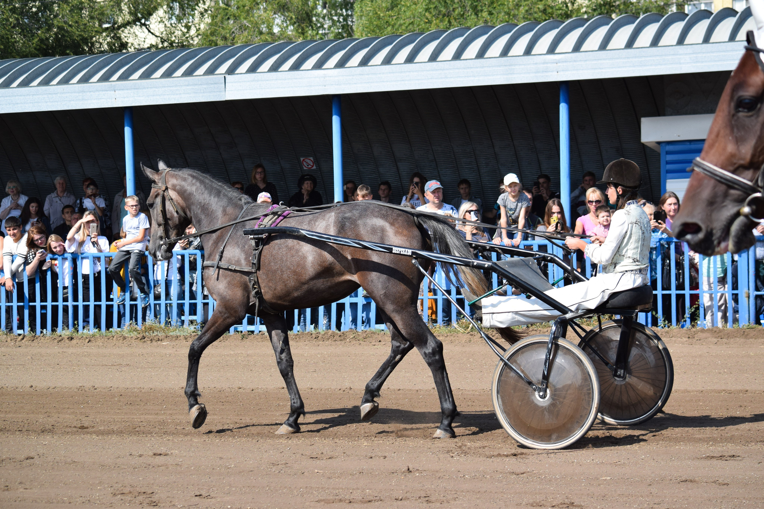 Кубок Губернатора, ипподром Саратов, 2019 г. Конный фотограф в Саратове Юлия Иванова