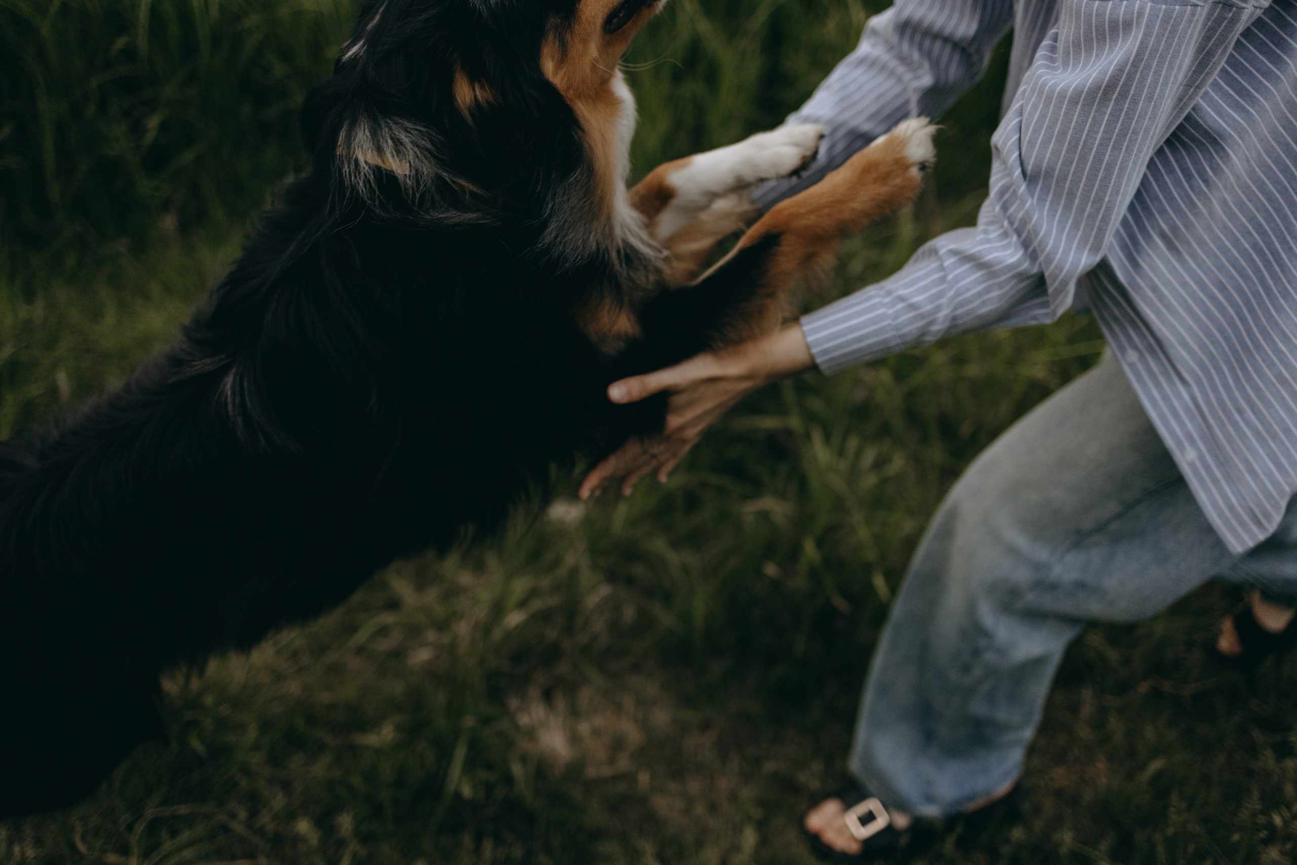 Настя, Никита и их Гром и Мяу. Фотограф — Анималист | Санкт-Петербург