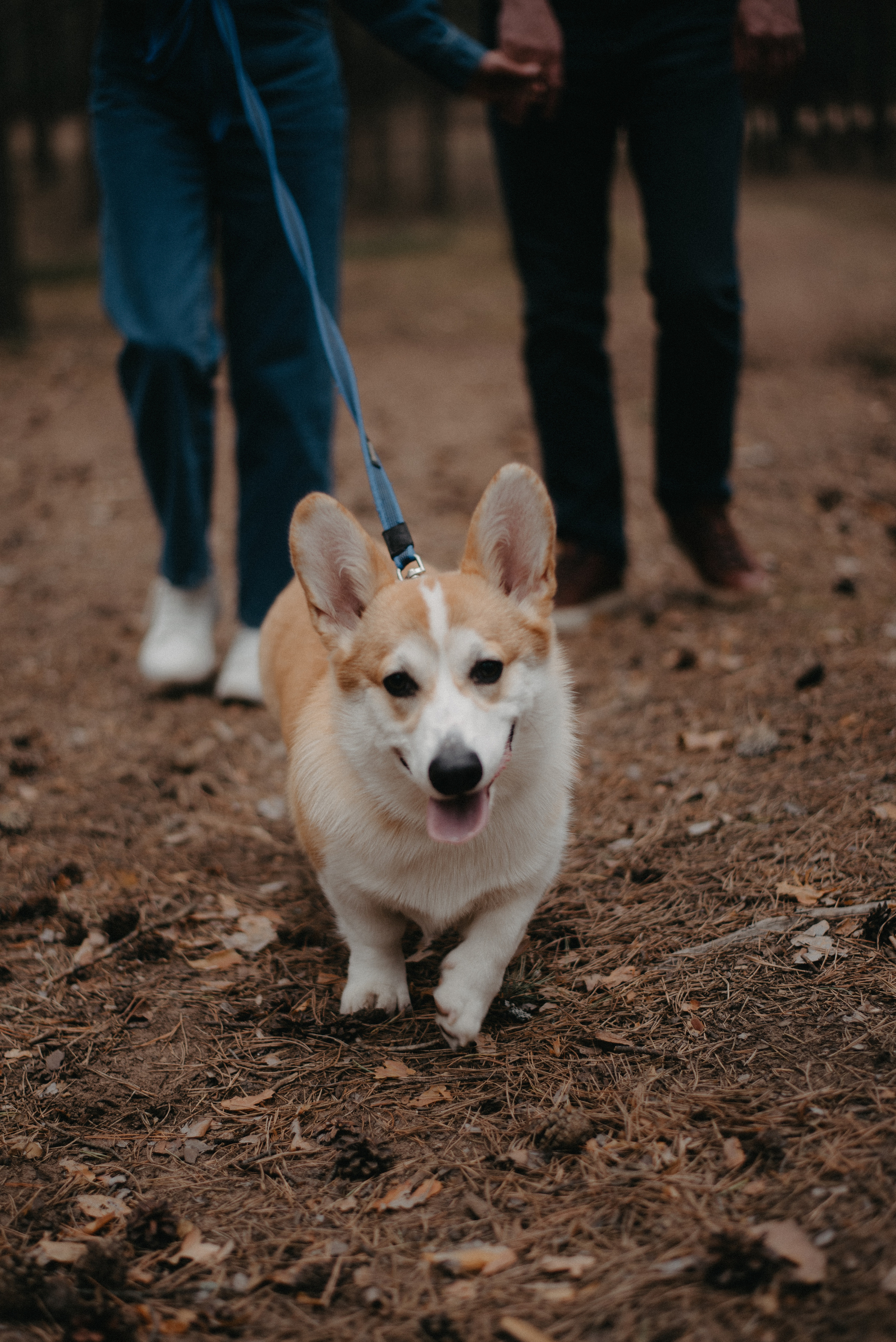 Саша, Маша и Бентли. Главная