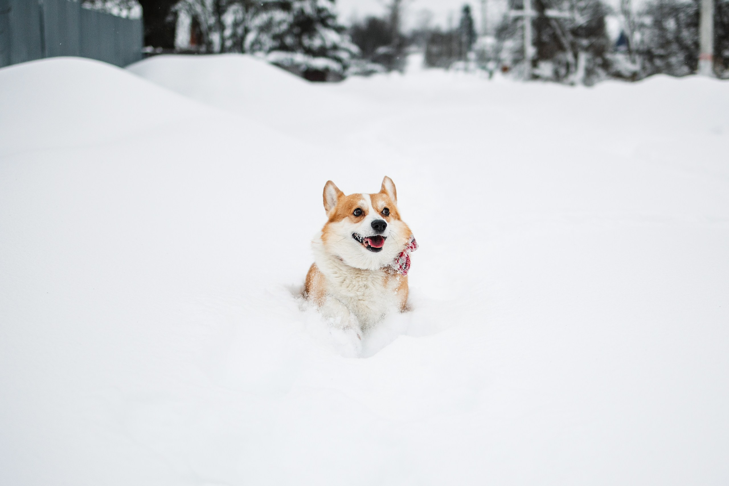Бернард | Прогулка в снегу. Уютный фотограф в Москве Елена Бенчи